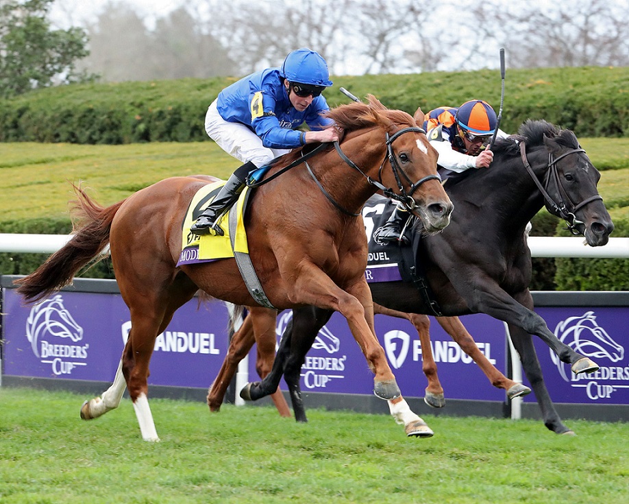 Modern Games, horse, Godolphin, Fanduel la Breeders Cup Mile, sábado, 5 de noviembre de 2022, Keeneland. Foto: Coady Photo