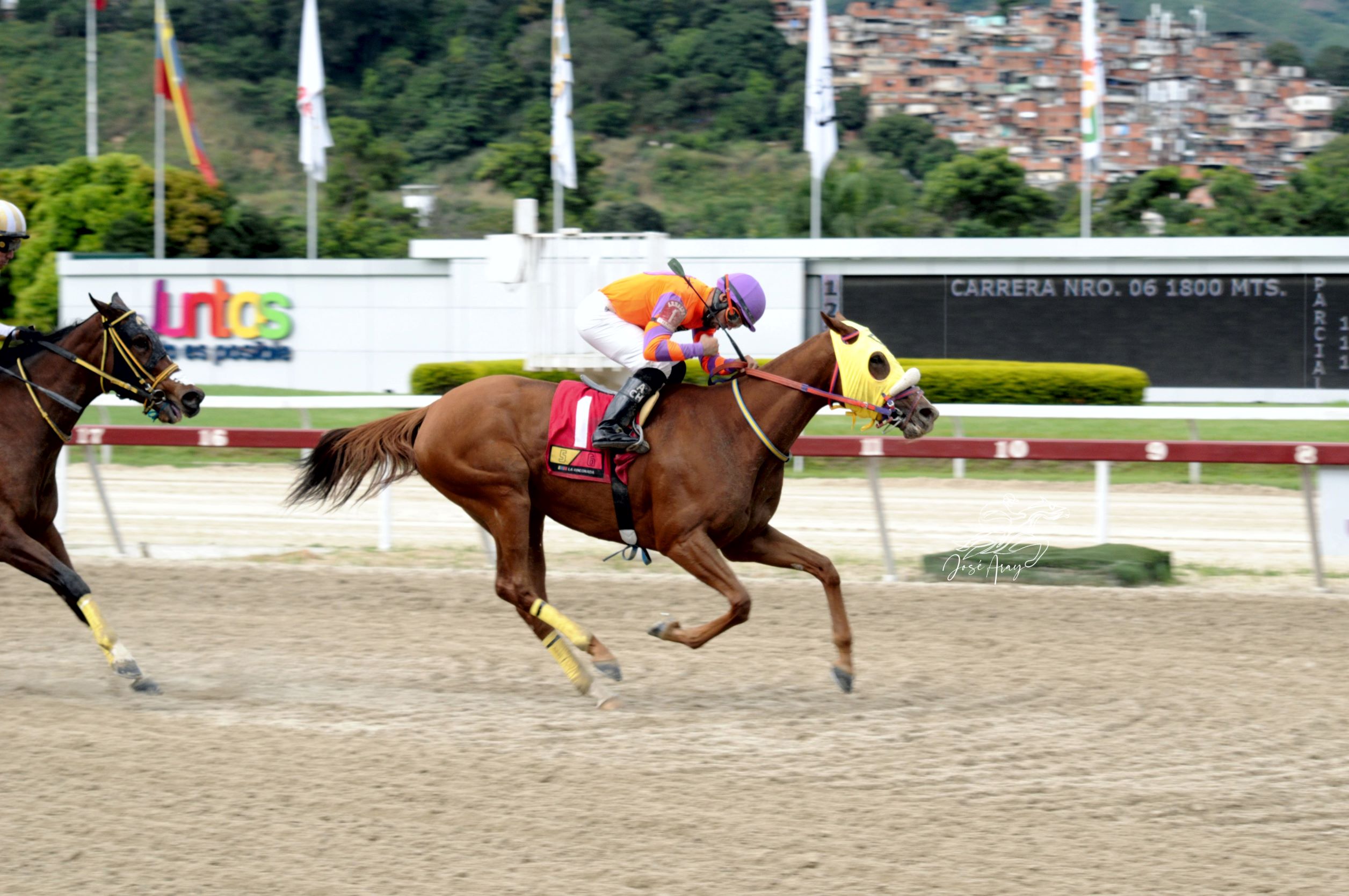 My Funny Gold, horse, Thunder Ridge, Clásico Aviación Militar, domingo, 20 de noviembre de 2022, La Rinconada. Foto: José Antonio Aray