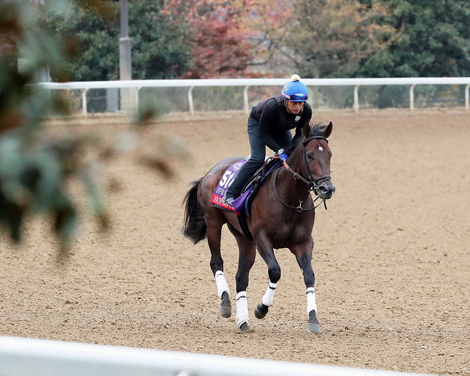 Súper Ocho, horse, Haras Matriarca, Breeders´ Cup Sprint, martes, 1 de noviembre de 2022, Keeneland. Foto: Coady Photography