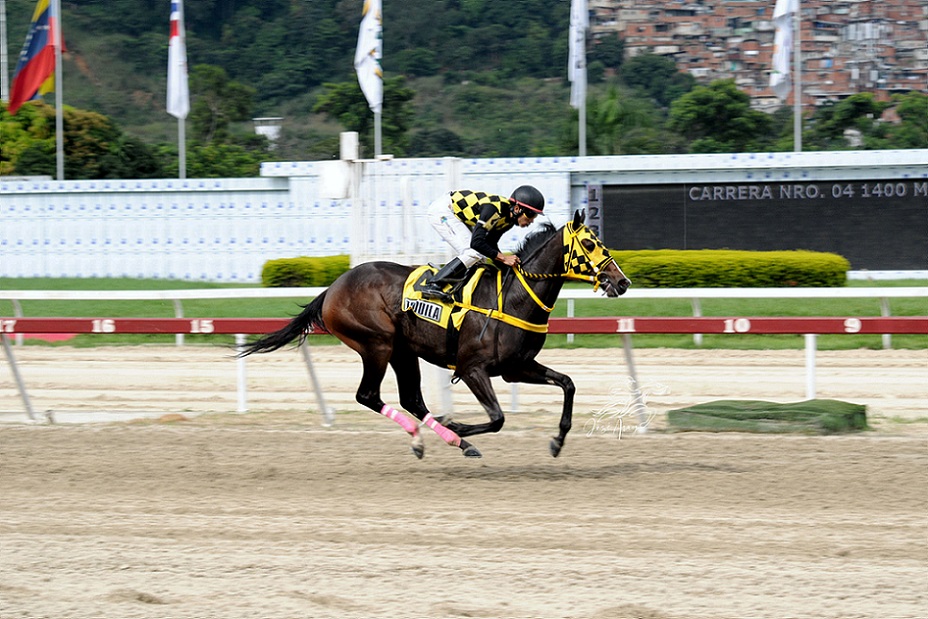 Tequila, horse, Slew´s Tizzy, Clásico Ciudad de Caracas, domingo, 13 de noviembre de 2022, La Rinconada. Foto: José Antonio Aray