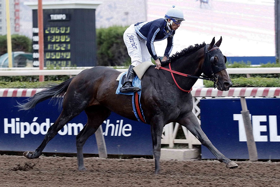 Wappo, horse, Haras Santa Loreto, Clásico Guillermo del Pedregal Herrera, sábado, 12 de noviembre de 2022, Hipódromo Chile. Foto: Jaime Cortés