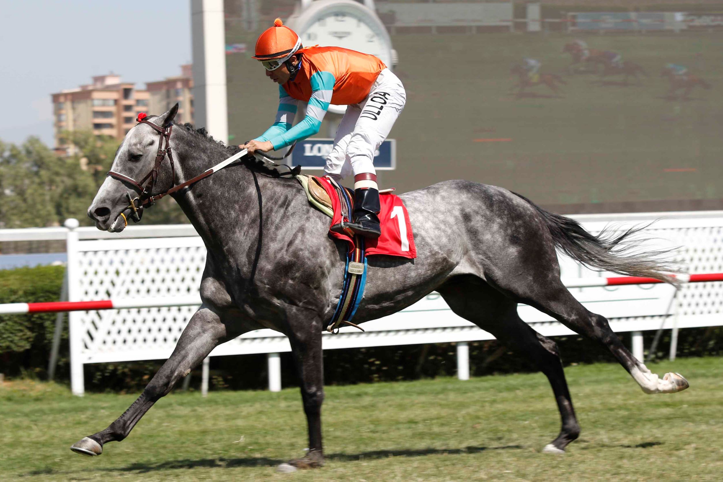 Facundo H, horse, Midshipman, Clásico Alberto Vial Letelier, lunes, 16 de enero de 2023, Club Hípico de Santiago. Foto: Jaime Cortés