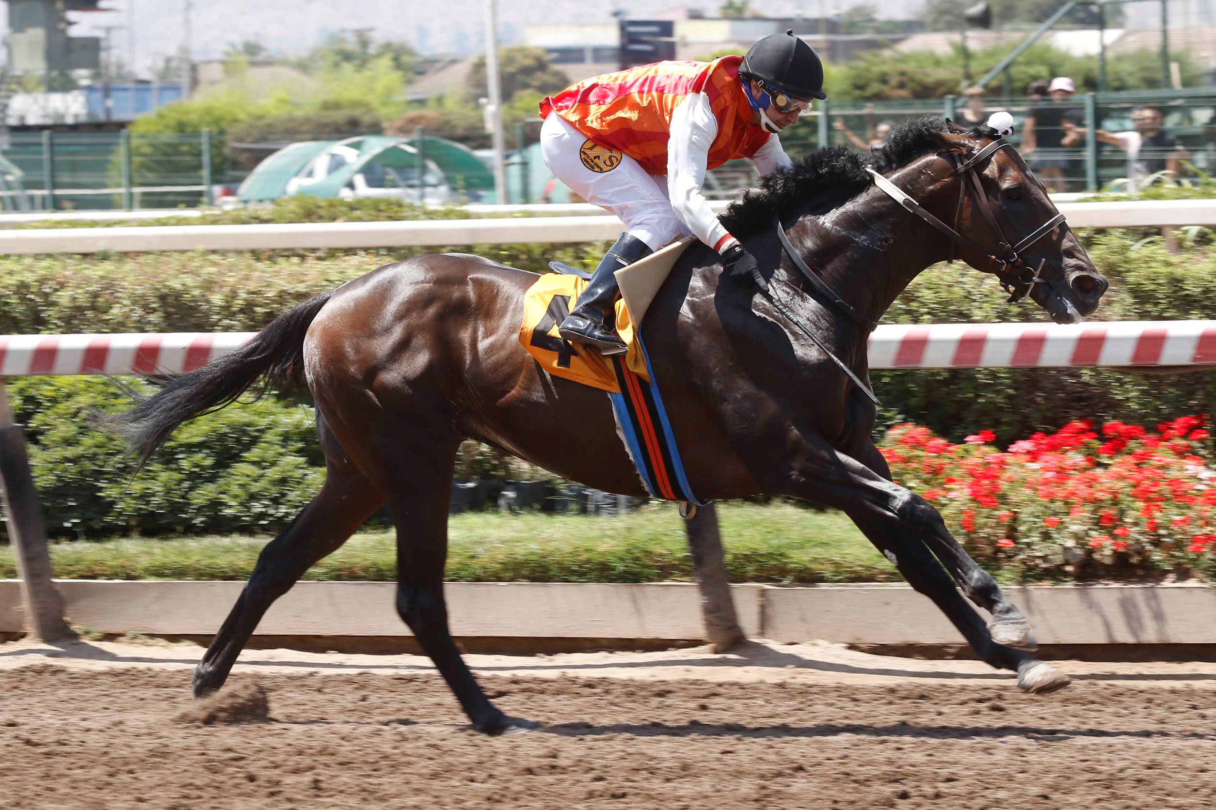 Fantastic Dubái, horse, Haras Las Araucarias, Clásico Intolerante, sábado, 7 de enero de 2023, Hipódromo Chile. Foto: Jaime Cortés