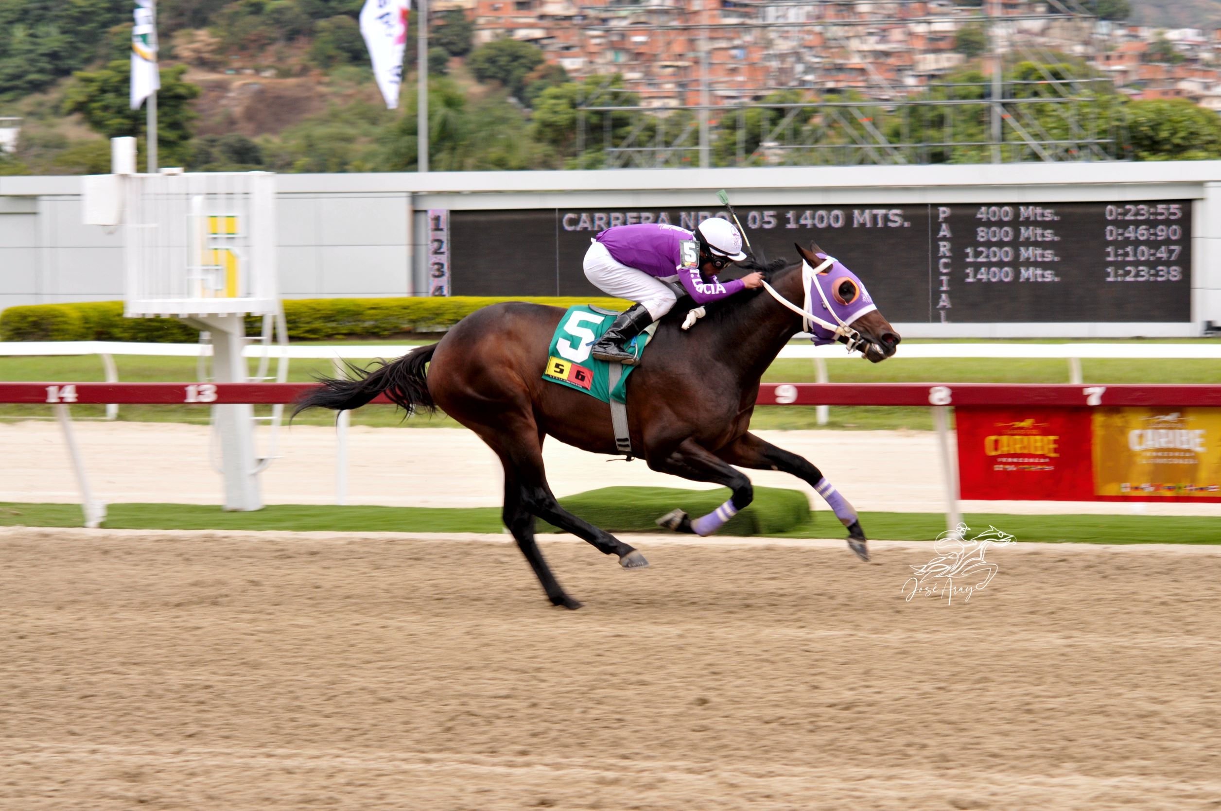 Li Tre Fratelli, horse, Haras Urama, Clásico Francisco de Miranda, domingo, 22 de enero de 2023, La Rinconada. Foto: José Antonio Aray