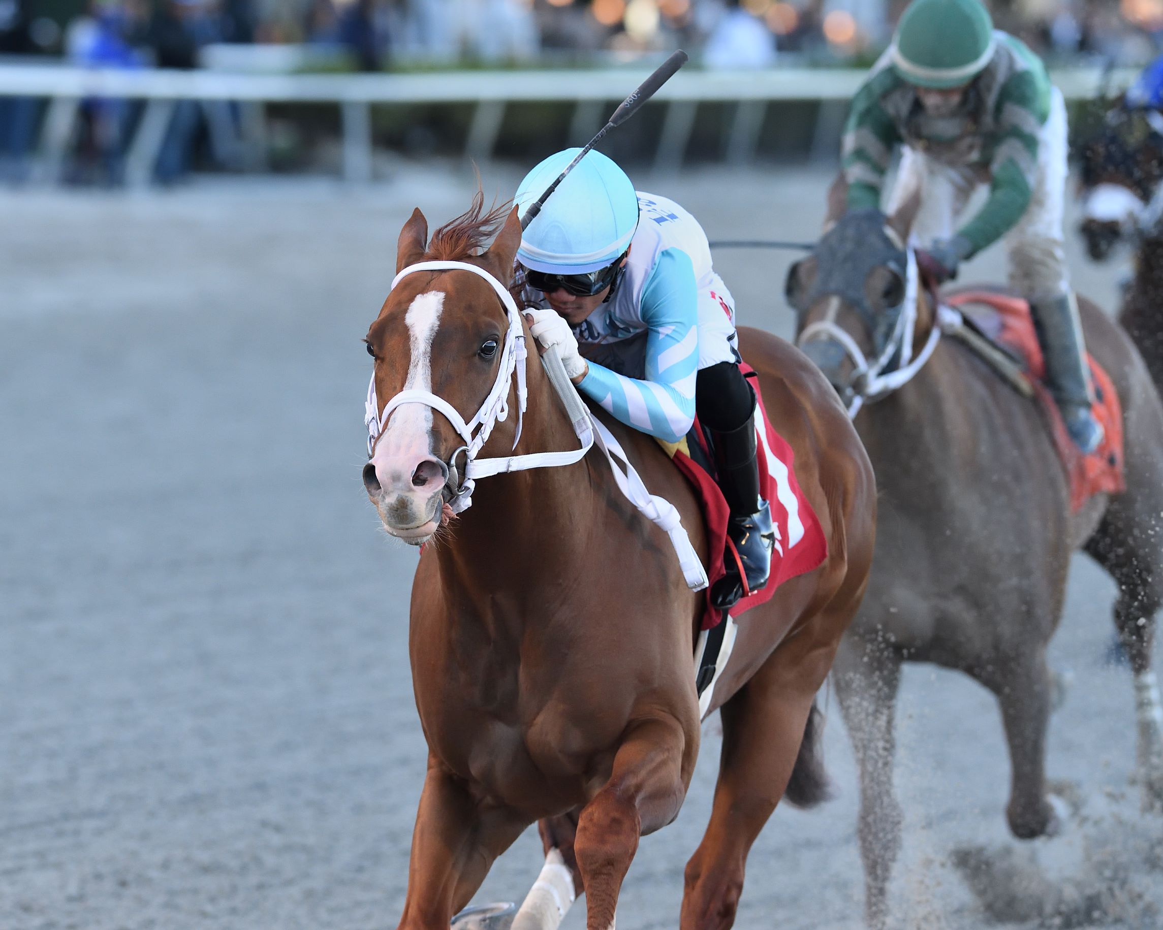 Lightening Larry, horse, Uncapture, Sunshine Sprint Stakes, sábado, 14 de enero de 2023, Gulsftream Park. Foto: Coglianese Photo