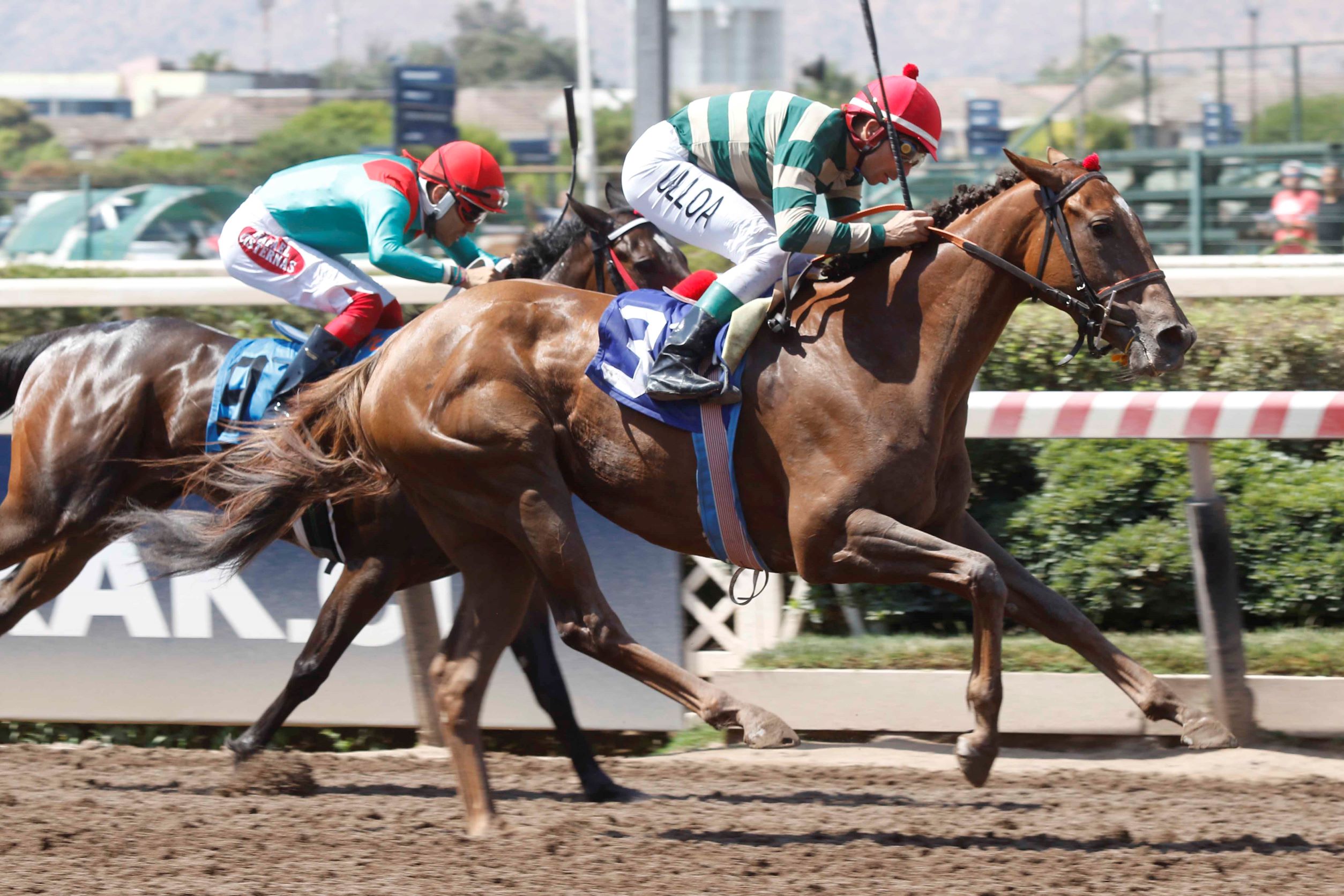 Mieldepera, horse, Haras Las Camelias, Clásico Cocoa Beach, sábado, 7 de enero de 2023, Hipódromo Chile. Foto: Jaime Cortés