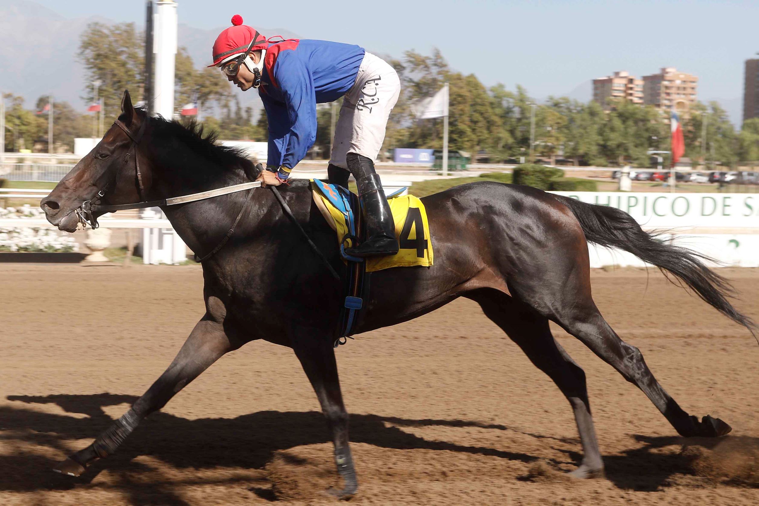 Milteo, horse, Haras Las Araucarias, Clásico Dancing Place, viernes, 13 de enero de 2023, Club Hípico de Santiago. Foto: Jaime Cortés
