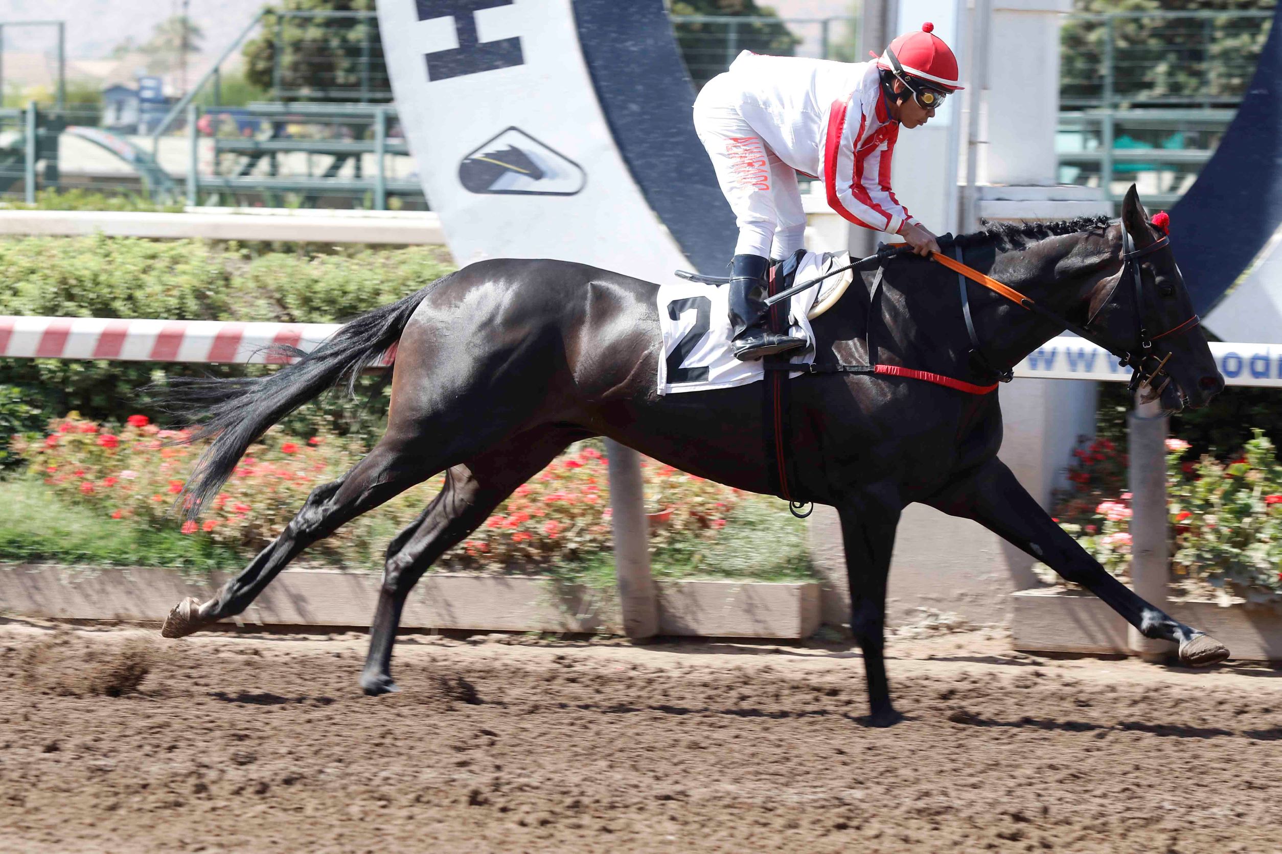 Black Knight, horse, Haras Don Alberto, Clásico Ciudad de Santiago, jueves, 16 de febrero de 2023, Hipódromo Chile. Foto: Jaime Cortés