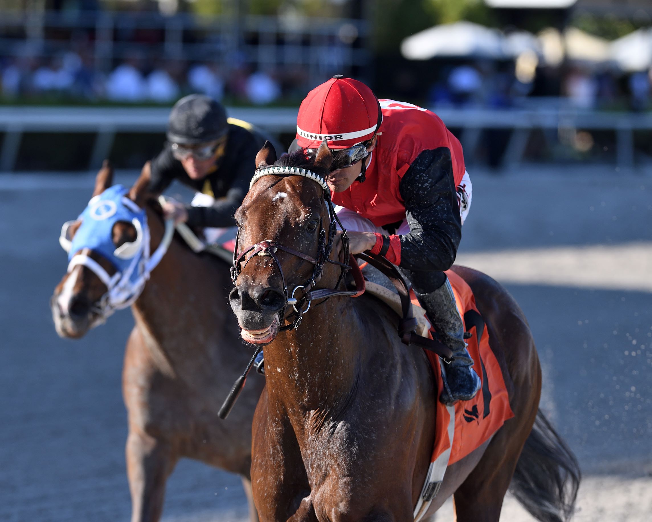 Candy Man Rocket, horse, Frank Fletcher Racing Operations, Gulfstream Park Sprint Stakes, sábado, 25 de febrero de 2023, Gulsftream Park. Foto: Coglianese Photo