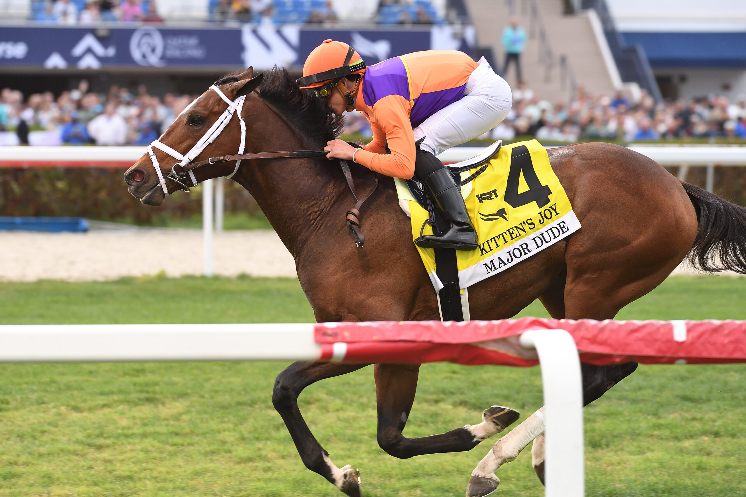 Major Dude, horse, Bolt d´Oro, Kitten´s Joy Stakes, sábado, 4 de febrero de 2023, Gulsftream Park. Foto: Coglianese Photo & Nicole Thomas