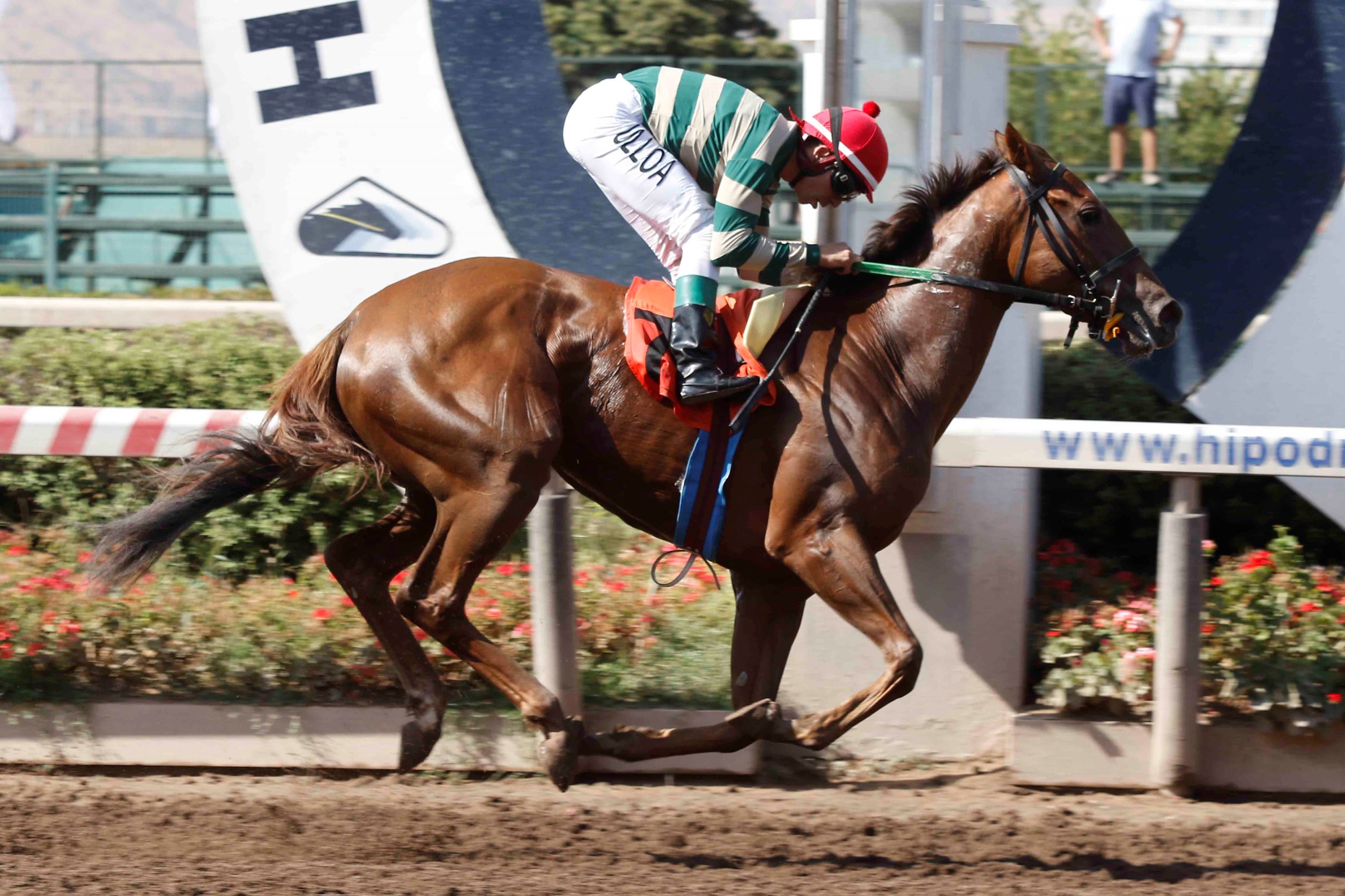 Mieldepera, horse, Haras Las Camelias, Clásico Wow Cat, jueves, 16 de febrero de 2023, Hipódromo Chile. Foto: Jaime Cortés