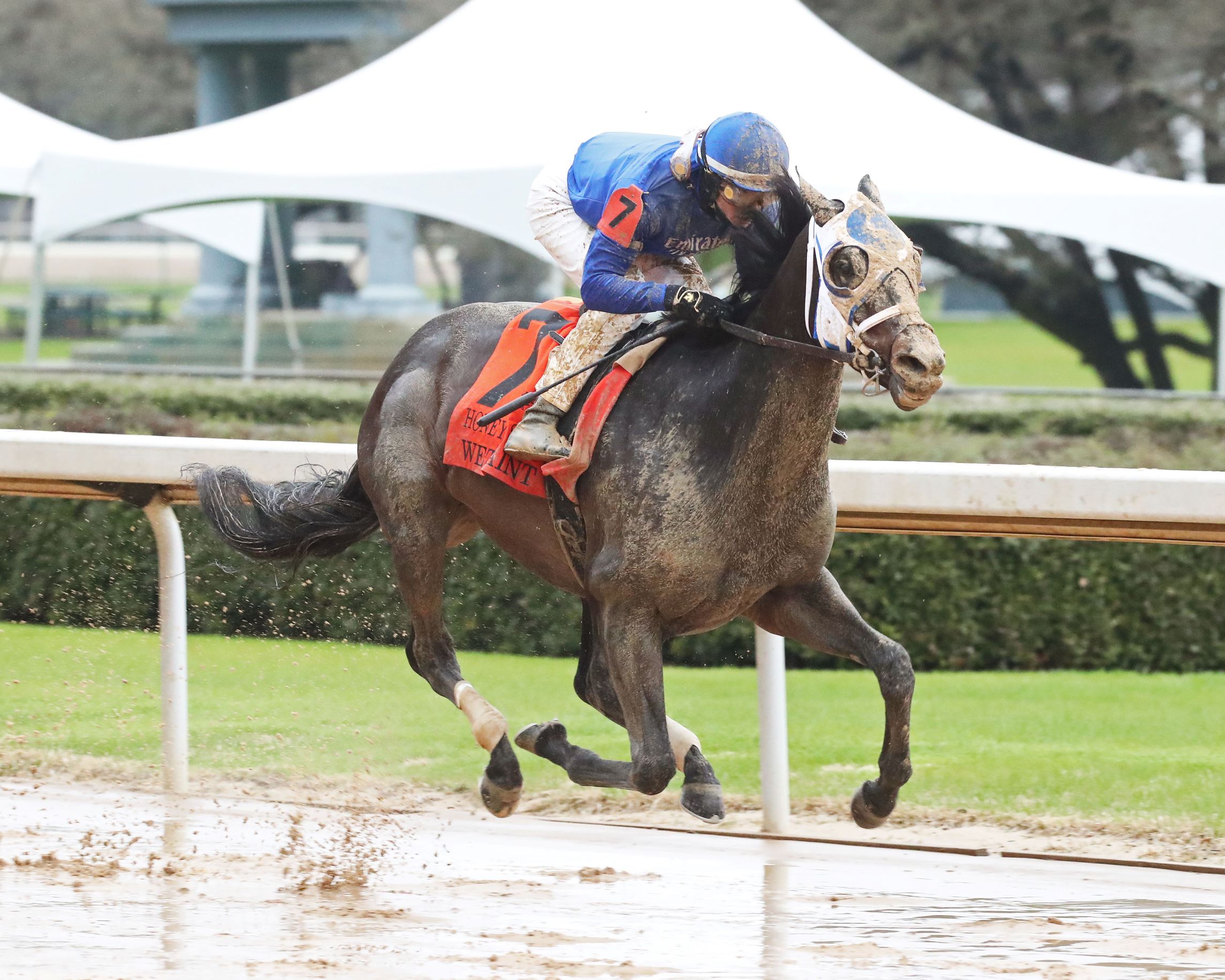 Wet Paint, horse, Godolphin, Honeybee Stakes, sábado, 25 de febrero de 2023, Oaklawn Park. Foto: Coady Photo
