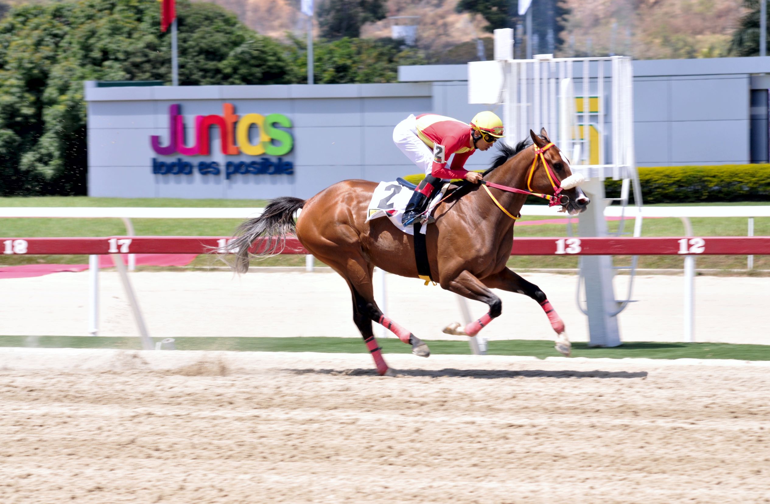 La Sensacional, horse, King Seraf, Clásico Eduardo Larrazábal, domingo, 19 de marzo, de 2023, La Rinconada. Foto: José Antonio Aray
