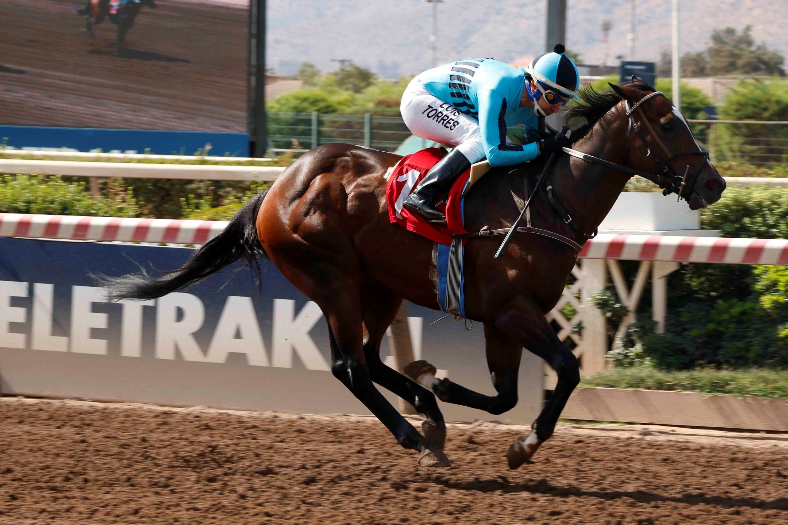 Orgullo Vencido, horse, Haras Viejo Perro, Clásico Héctor Moltedo Chichizola, sábado, 9 de marzo deOrgullo Vencido, horse, Haras Viejo Perro, Clásico Héctor Moltedo Chichizola, sábado, 9 de marzo de 2023, Hipódromo Chile. Foto: Jaime Cortés 2023, Hipódromo Chile. Foto: Jaime Cortés
