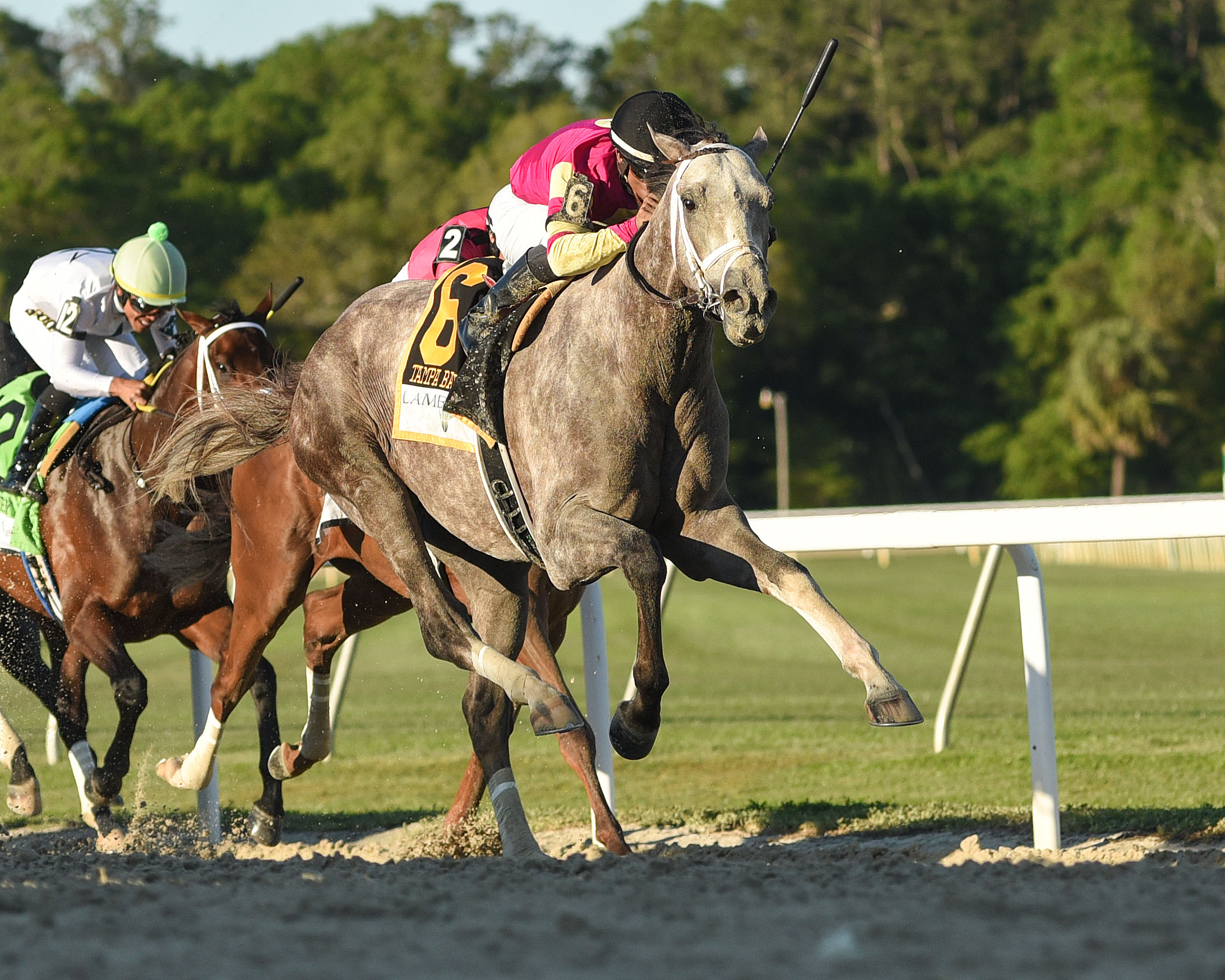 Tapit Trice, horse, Tapit, Tampa Bay Derby, sábado, 11 de marzo de 2023 Tampa Bay Downs Foto: SV Photography