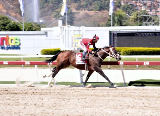 Templario, horse, Haras La Invasión, Clásico Jockey Club de Venezuela, domingo, 19 de marzo de 2023, La Rinconada. Foto José Antonio Aray