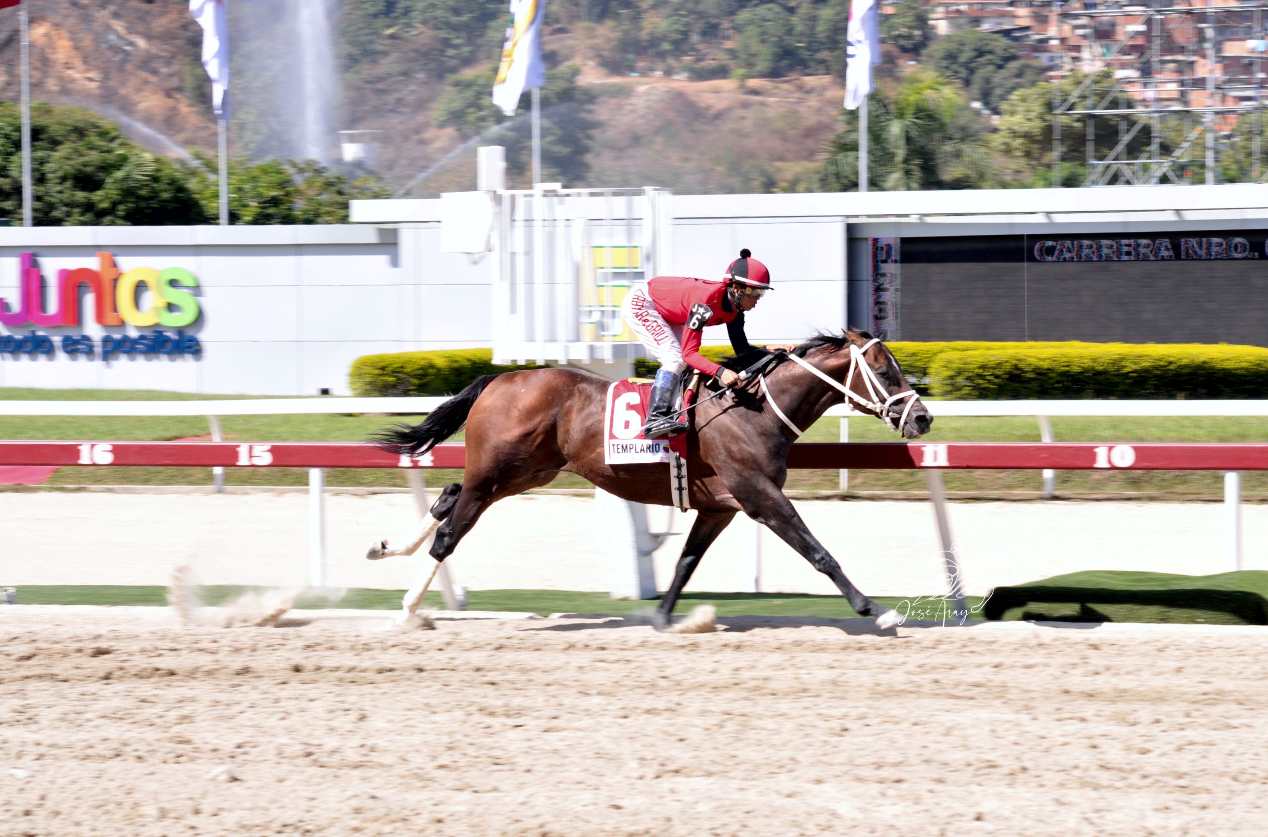 Templario, horse, Haras La Invasión, Clásico Jockey Club de Venezuela, domingo, 19 de marzo de 2023, La Rinconada. Foto José Antonio Aray