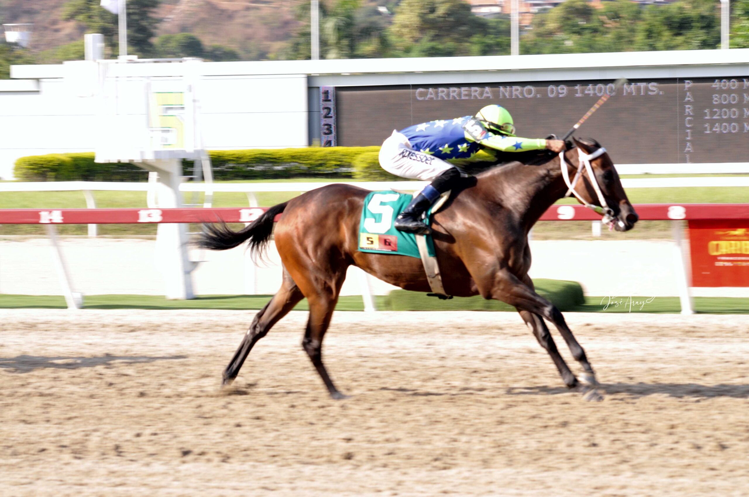 Brave Yole, horse, Haras Urama, Clásico Peggy Azqueta, domingo, 9 de abril de 2023, La Rinconada. Foto: José Antonio Aray