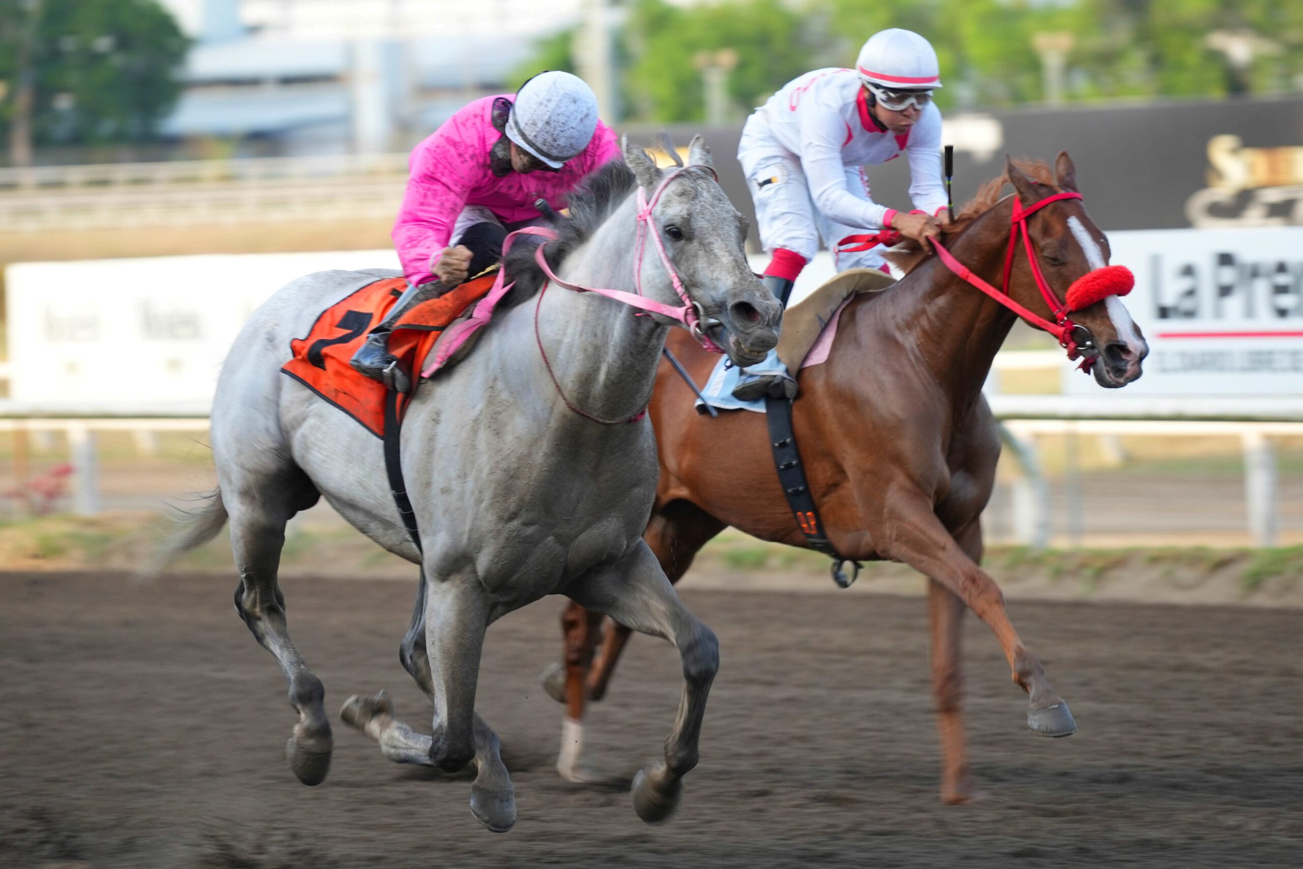 Bravo Ignacio, horse, Mutakddim, Clásico Francisco Arias Paredes y Alberto Arias Espinosa, sábado, 25 de marzo de 2023, Presidente Remón. Foto: Erick Ruiz Prensa CODERE Panamá