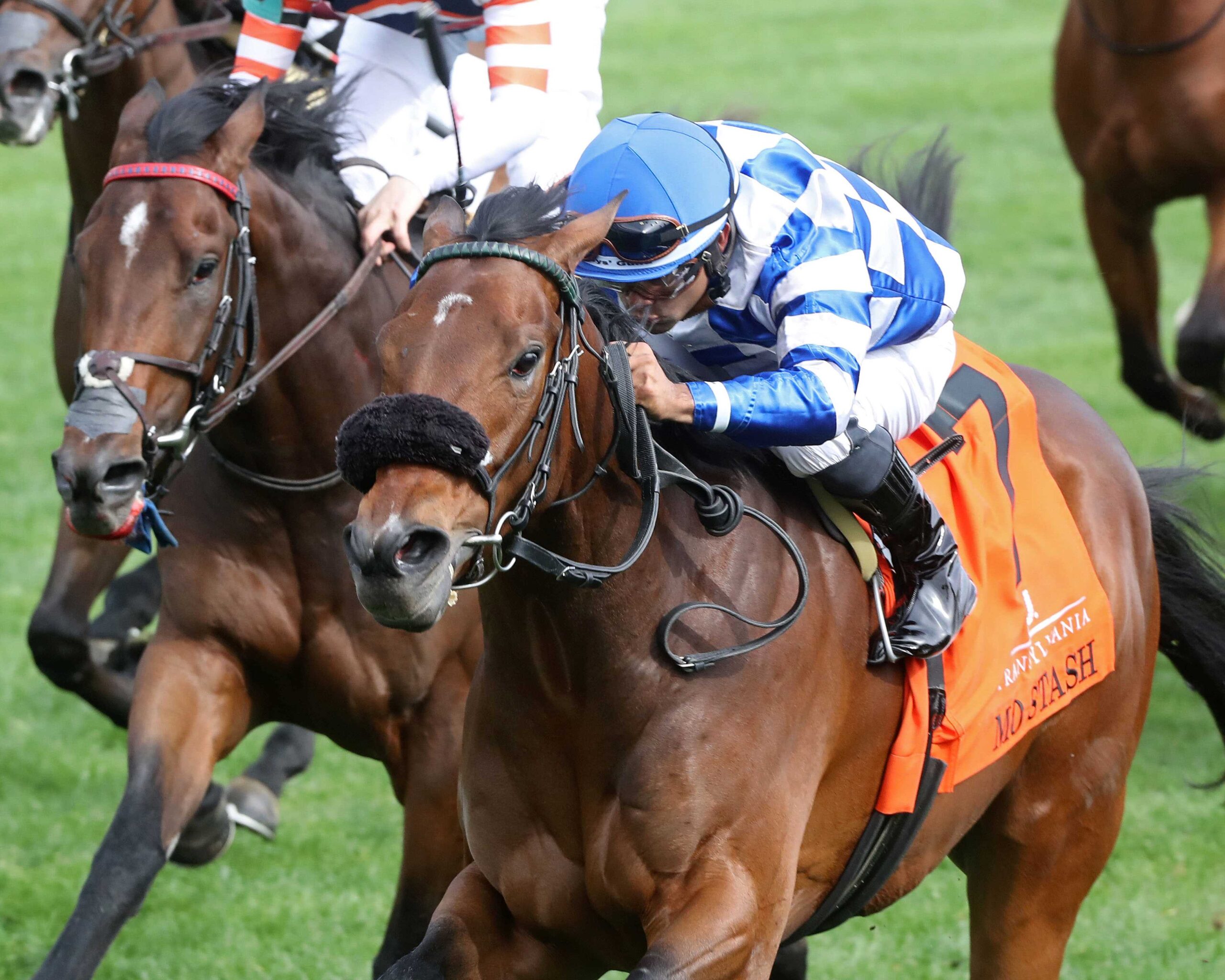 Mo Stash, horse, Mo Town, Transylvania Stakes, viernes, 7 de abril de 2023, Keeneland. Foto: Coady Photo