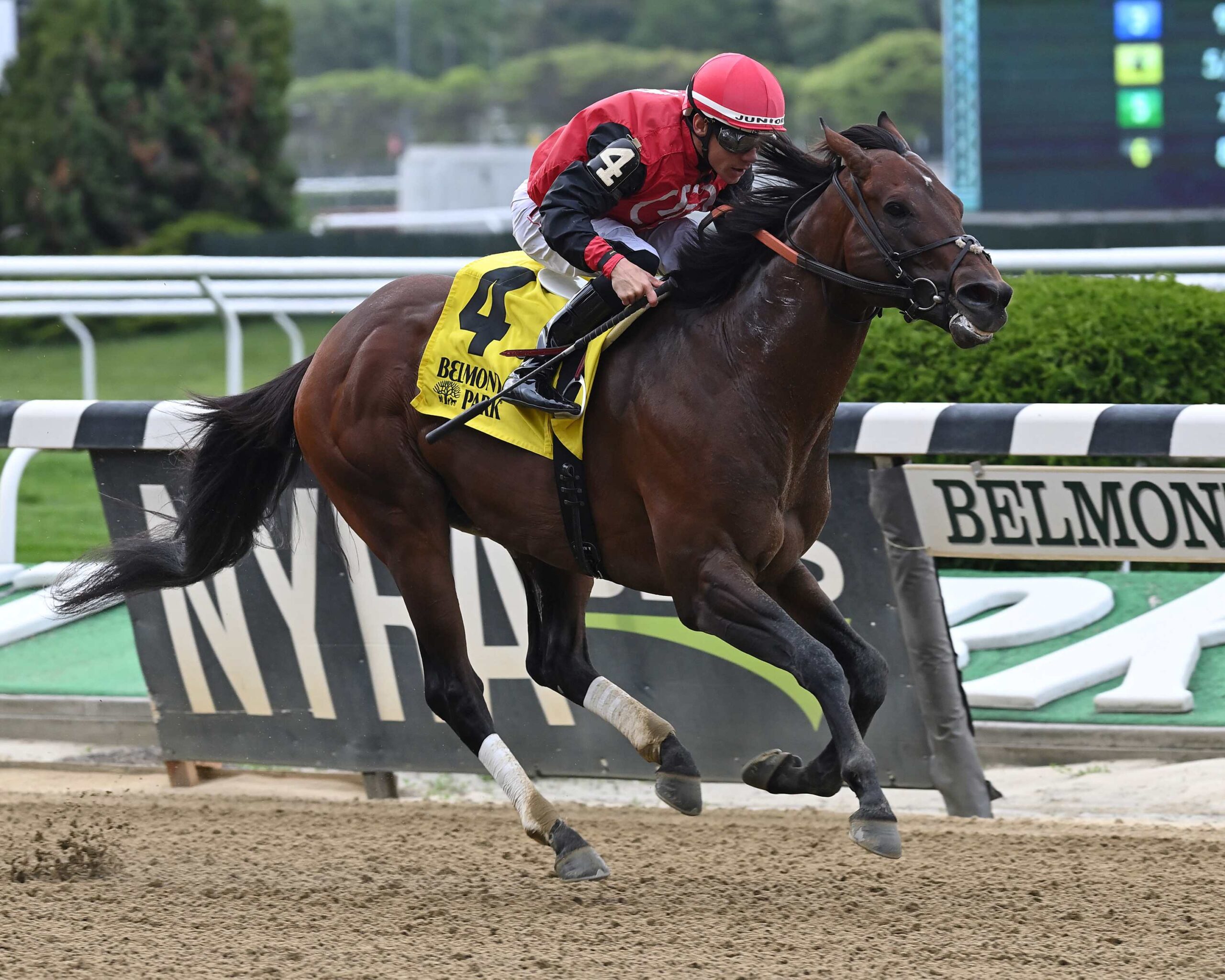 Candy Man Rocket, horse, Frank Fletcher Racing Operations, Runhappy Stakes, sábado, 13 de mayo de 2023, Belmont Park. Foto: Coglianese Photo