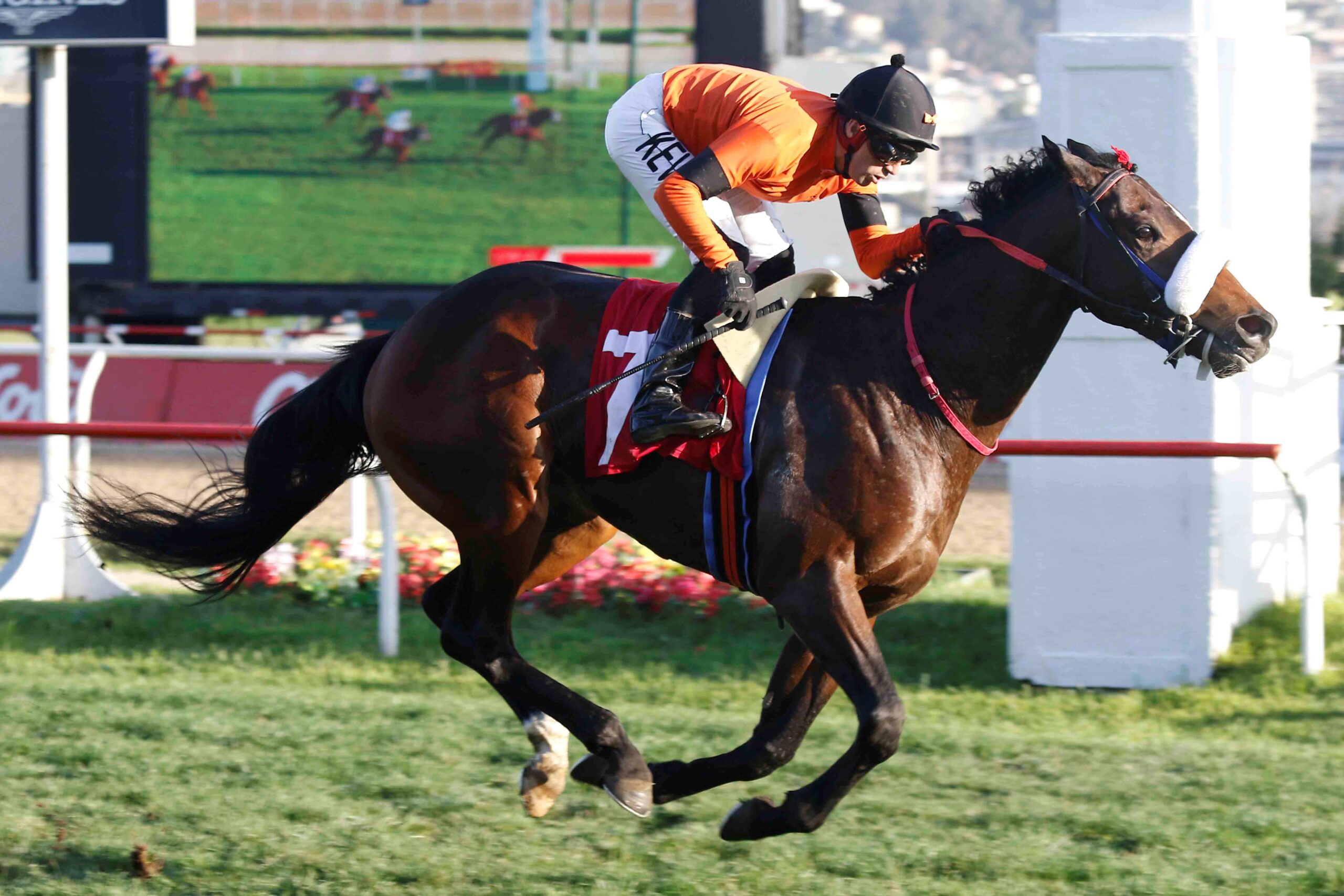 Toy Soltero, horse, Van Nistelrooy, Clásico Copa de Plata Ítalo Traverso, miércoles, 28 de junio de 2023, Valparaíso Sporting Club. Foto: Jaime Cortés
