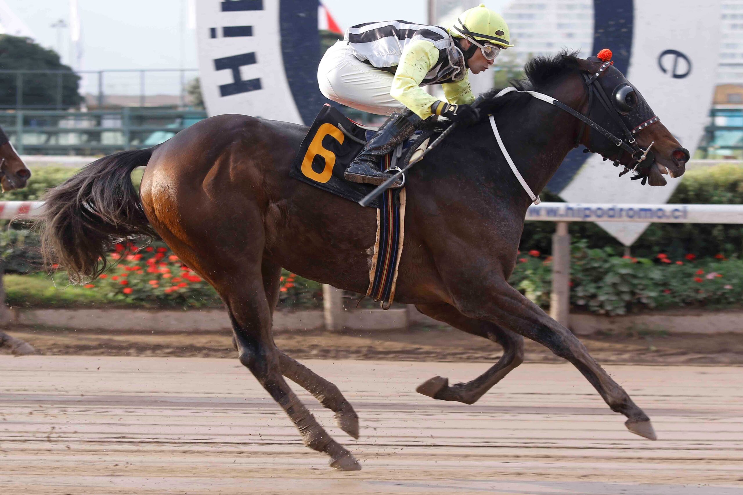 Gran Sensei, horse, Van Nistelrooy, Clásico Monin, jueves, 13 de julio de 2023, Hipódromo Chile. Foto: Jaime Cortés