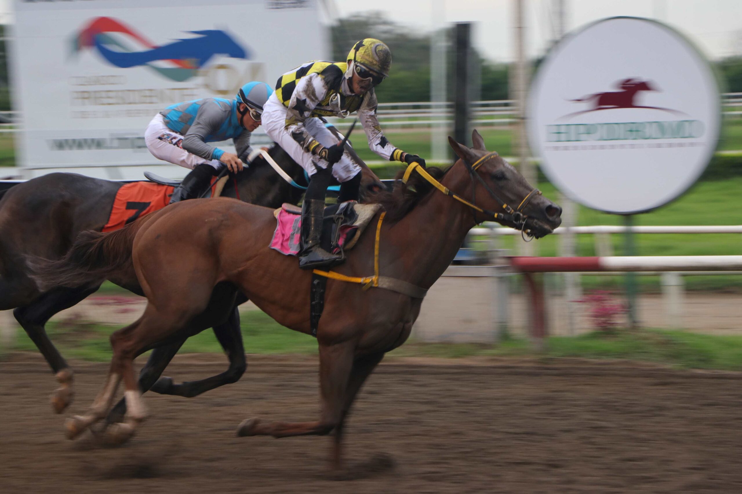 La Emperatriz, horse, Haras Cerro Punta, Clásico Familia Arango, sábado, 16 de julio de 2023, La Rinconada. Foto: Erick Ruiz Prensa CODERE Panamá