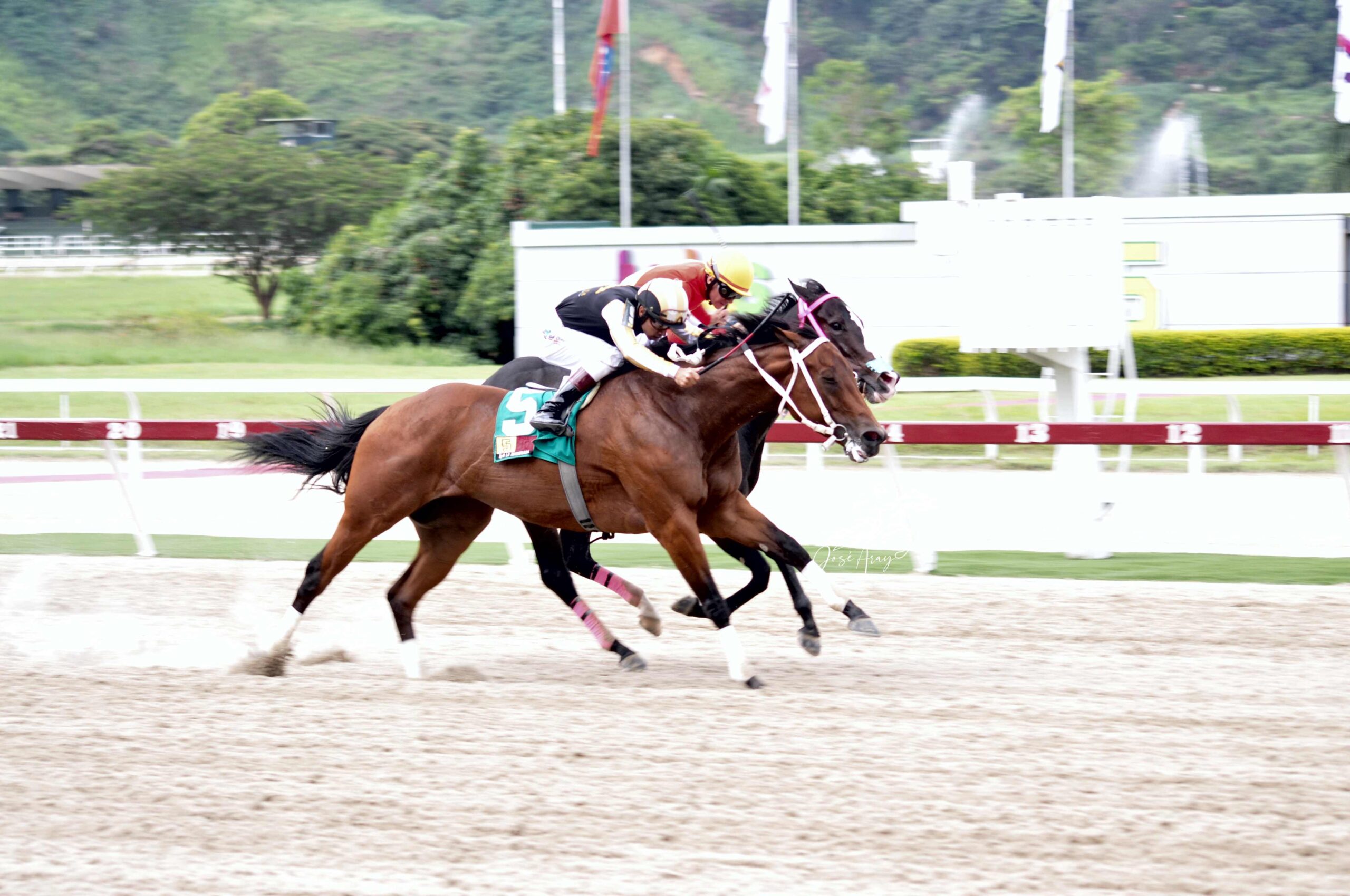 Lyndacarter, horse, Haras La Invasión, Clásico Armada Militar, domingo, 23 de julio de 2023, La Rinconada. Foto: José Antonio Aray