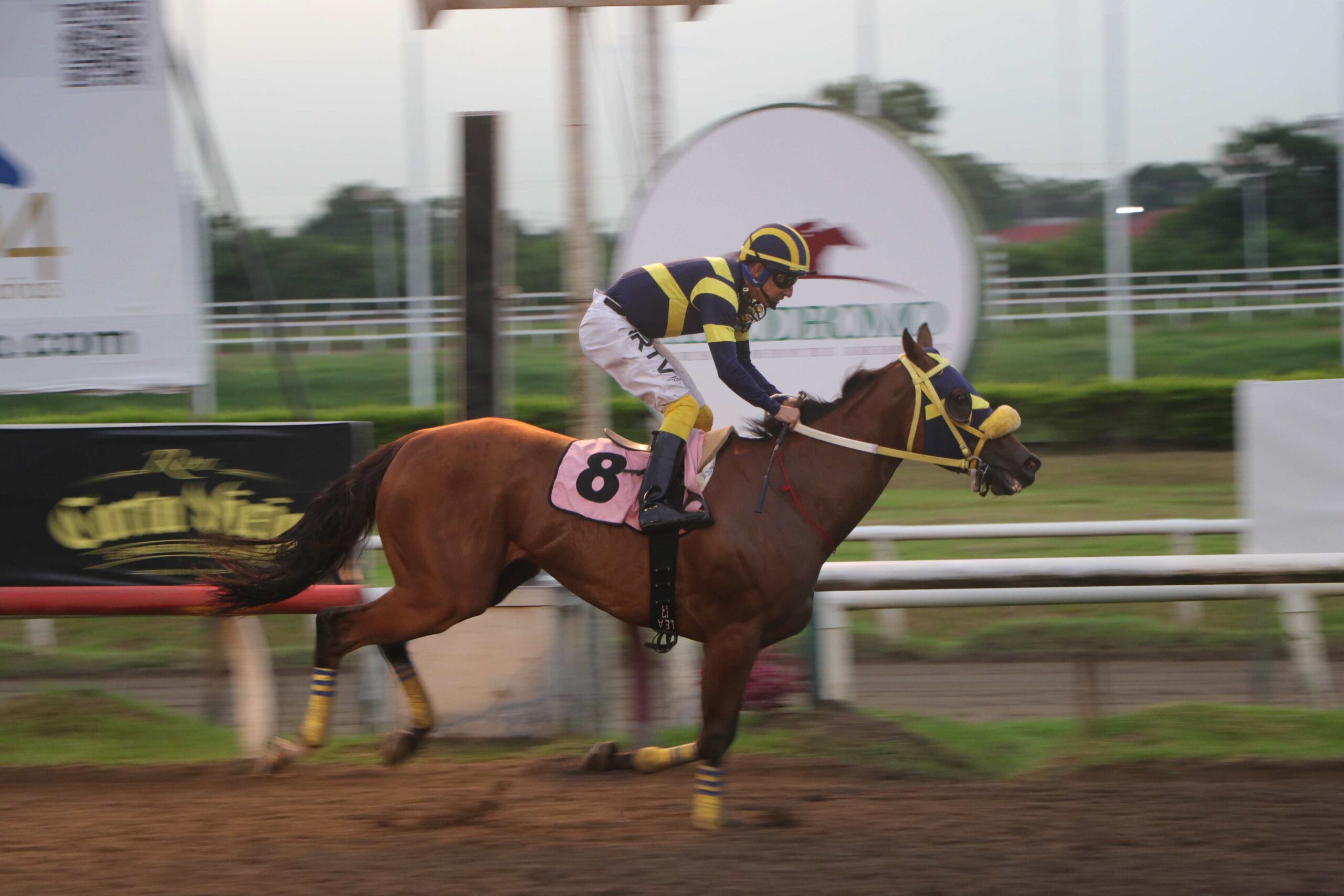 Play Action, horse, Haras Cerro Punta, Clásico Víctor Hung, domingo, 30 de julio de 2023, La Rinconada. Foto: Erick Ruiz Prensa CODERE Panamá