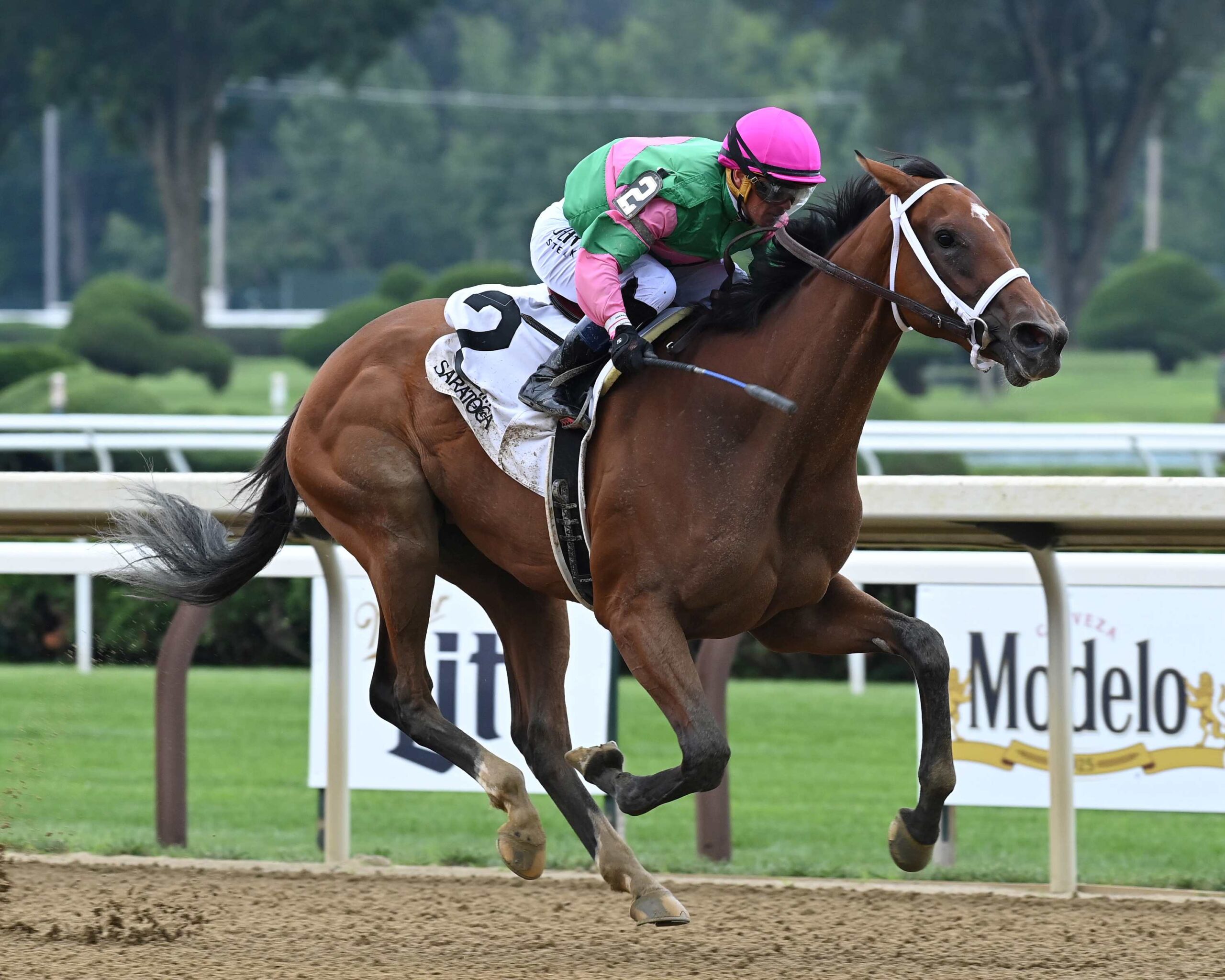 Becky´s Joker, horse, Practical Joke, Schuylerville Stakes, jueves, 13 de julio de 2023, Saratoga. Foto: Coglaniese Photo