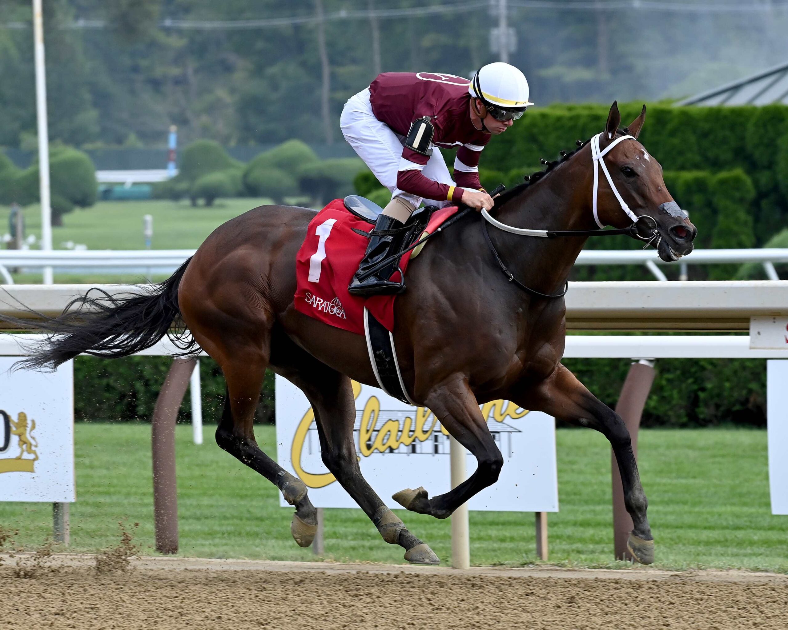 Echo Zulu, horse, Gun Runner, Honorable Miss Hándicap, miércoles, 26 de julio de 2023, Saratoga. Foto: Coglaniese Photo