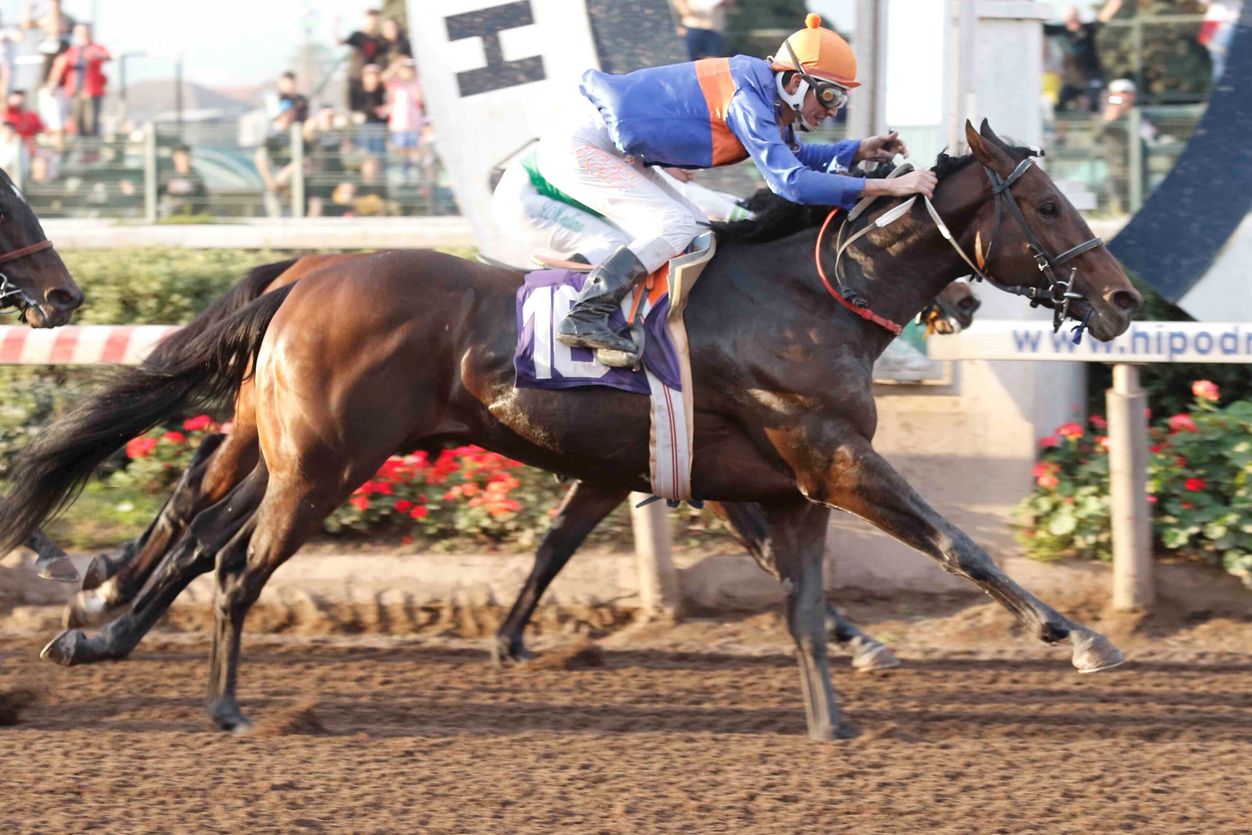 El Bufón, horse, Practical Joke, Clásico Domingo Segundo Herrera Martínez, sábado, 12 de agosto de 2023, Hipódromo Chile. Foto: Jaime Cortés