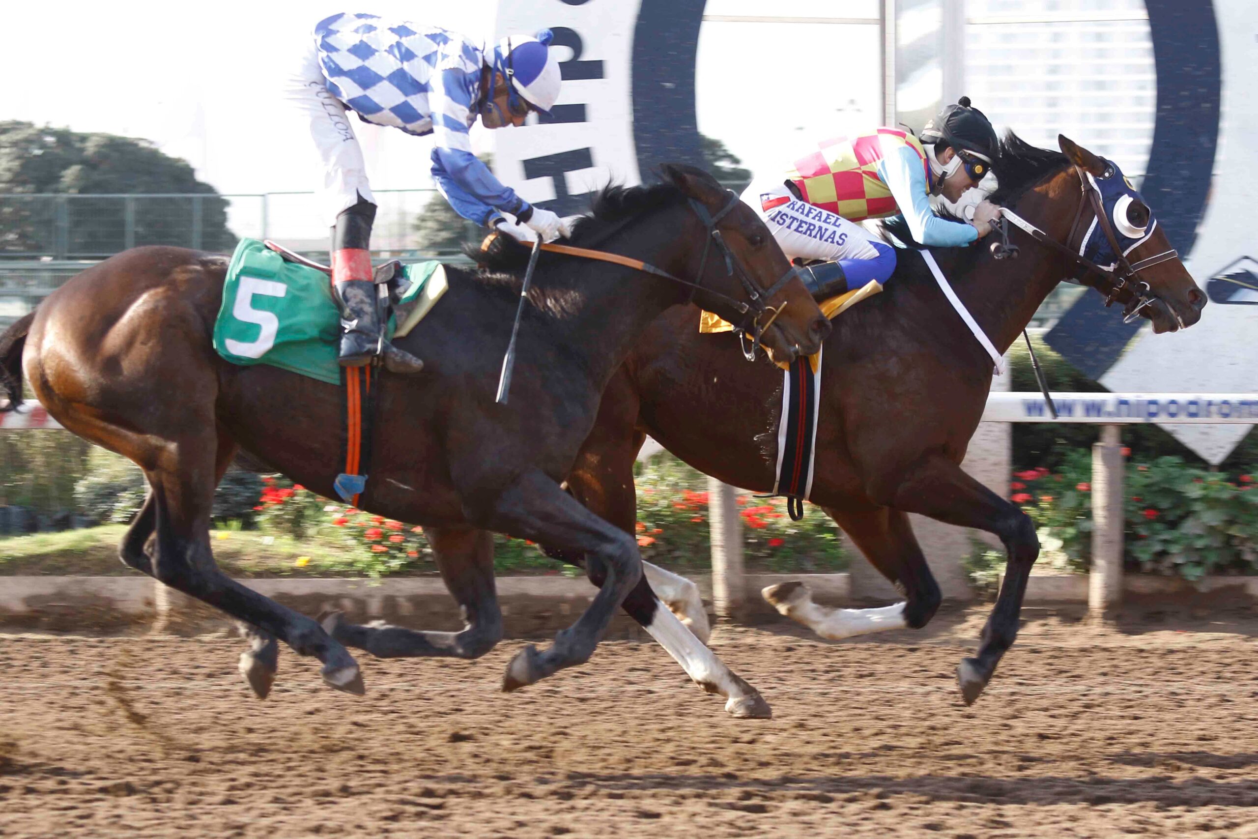 El Egipcio, horse, Haras Carioca, Clásico Libertador Bernardo O Higgins Riquelme, sábado, 3 de agosto de 2023, Hipódromo de Chile. Foto: Jaime Cortés