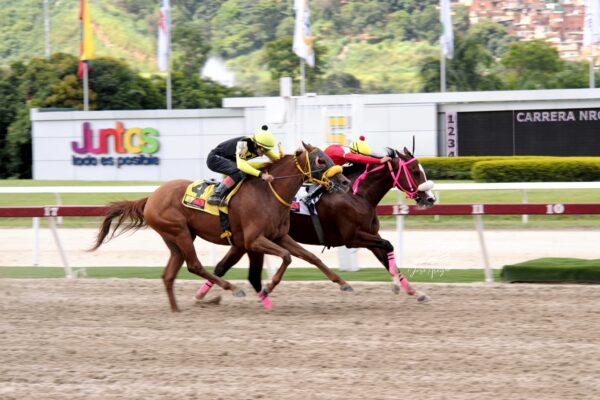 La Sensacional, horse, Haras El Centauro, Clásico Sprinters Yeguas, domingo, 27 de agosto, de 2023, La Rinconada. Foto: José Antonio Aray