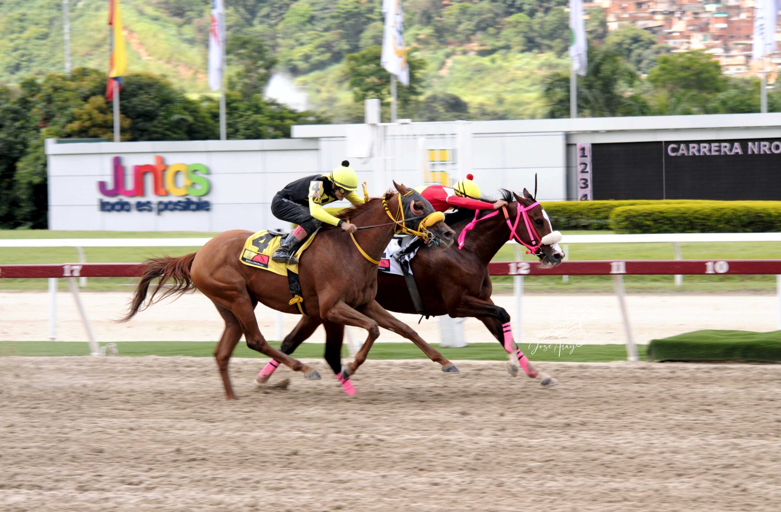 La Sensacional, horse, Haras El Centauro, Clásico Sprinters Yeguas, domingo, 27 de agosto, de 2023, La Rinconada. Foto: José Antonio Aray
