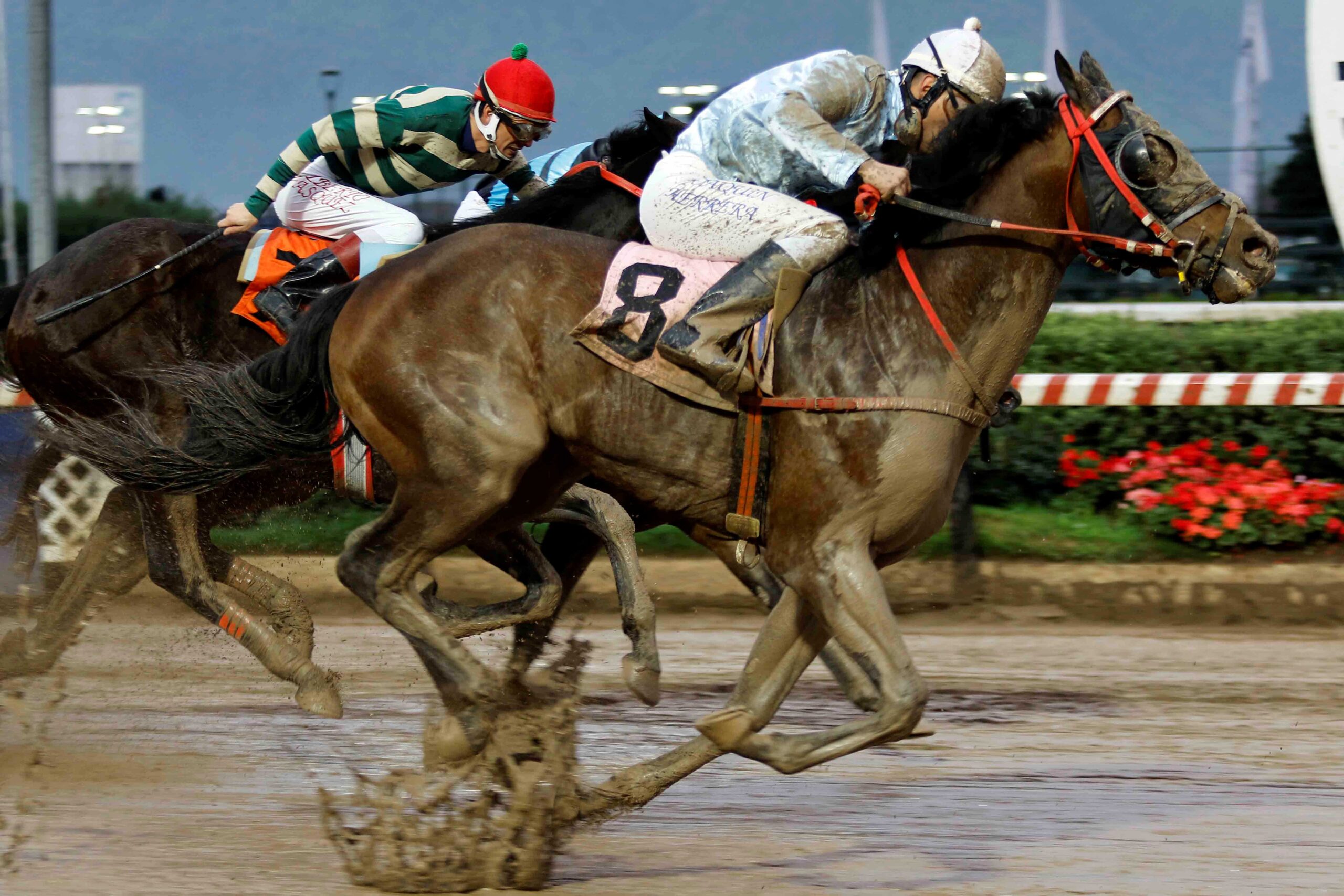 Pecado Inconfesable, horse, Haras Los Turfistas, Clásico Hernán Canata Valenzuela, sábado, 19 de agosto de 2023, Hipódromo Chile. Foto: Jaime Cortés