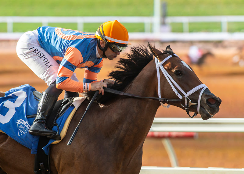 Pushiness, Horses, Kantharos, CTBA Stakes, domingo, 6 de agosto de 2023, Santa Anita Park. Foto: Benoit Photo