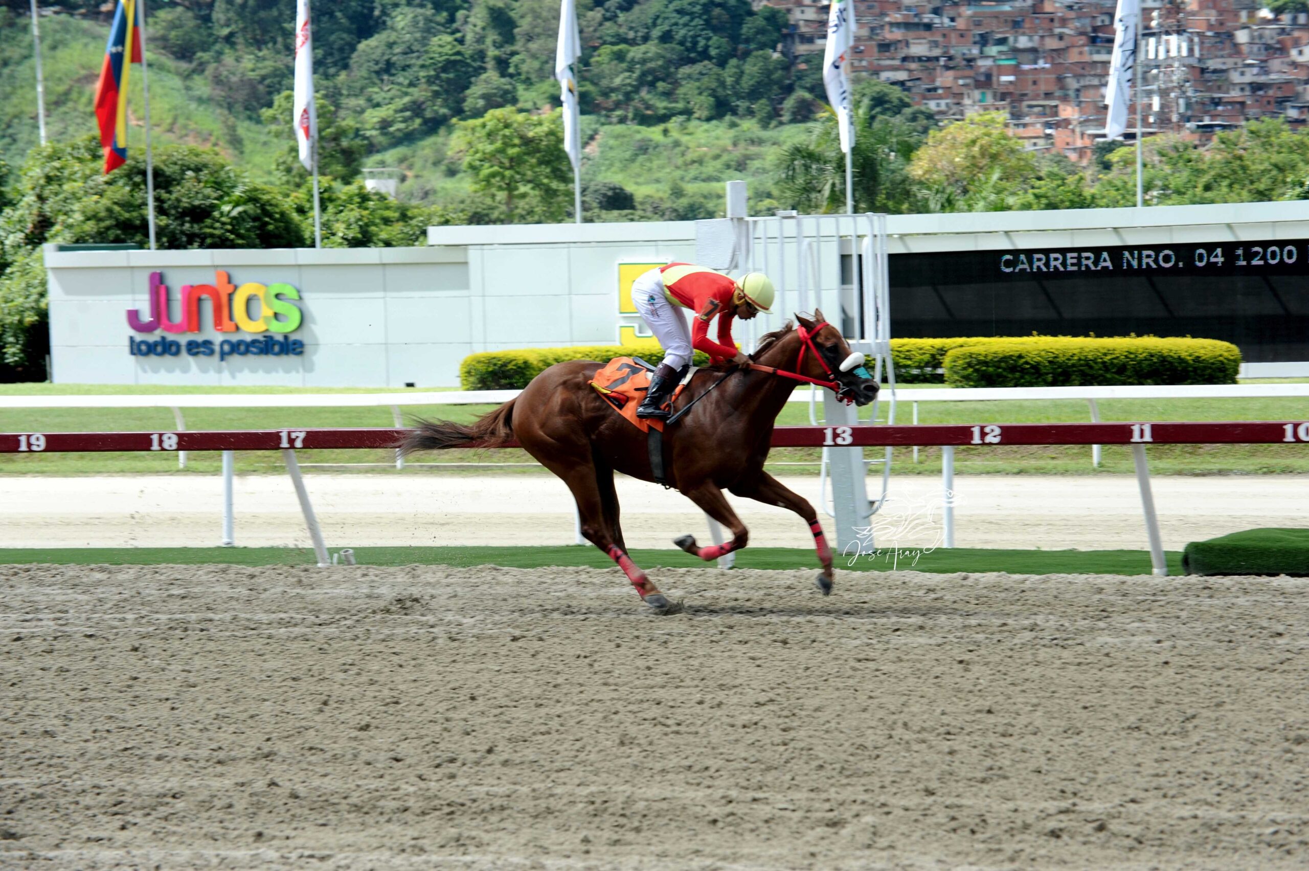 The Judge, horse, Haras El Centauro, Clásico My Own Business, domingo, 6 de agosto de 2023, La Rinconada. Foto: José Antonio Aray