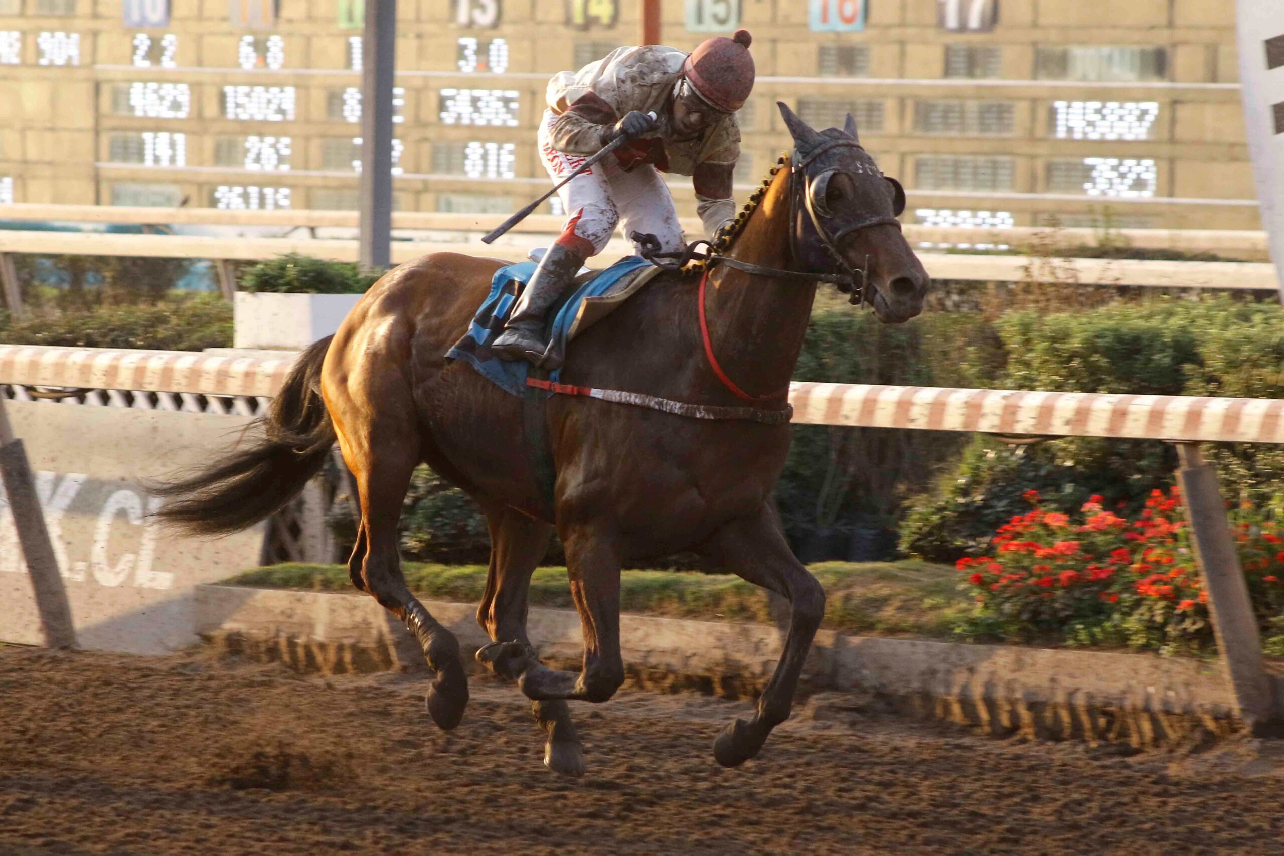 Ya Llegué, horse, Ocean Terrence, Clásico Club Hípico de Concepción, sábado, 29 de julio de 2023, Hipódromo Chile. Foto: Jaime Cortés