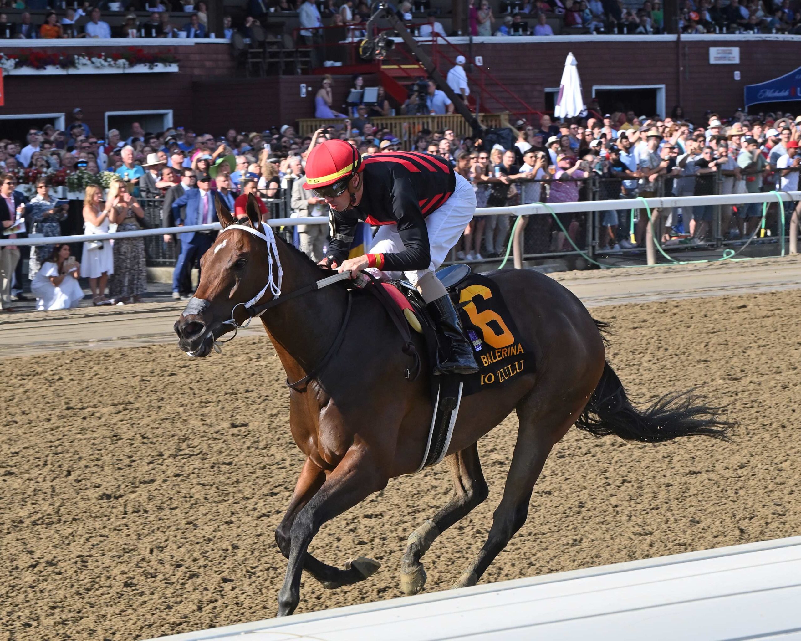 Echo Zulu, horse, Gun Runner, Ballerina Stakes, sábado, 26 de agosto de 2023, Saratoga. Foto: Coglaniese Photo & Chelsea Durand