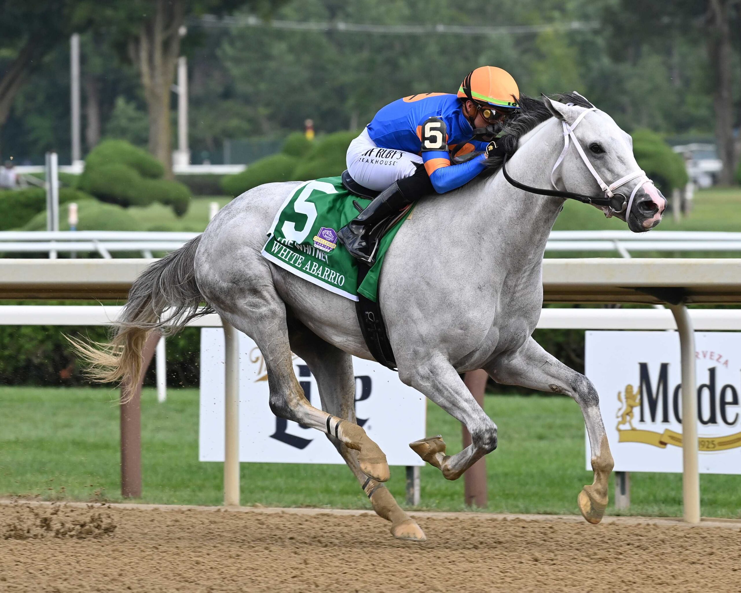 White Abarrio, horse, Spendthrift Farm, Whitney Stakes, sábado, 5 de agosto de 2023, Saratoga. Foto: Coglaniese Photo