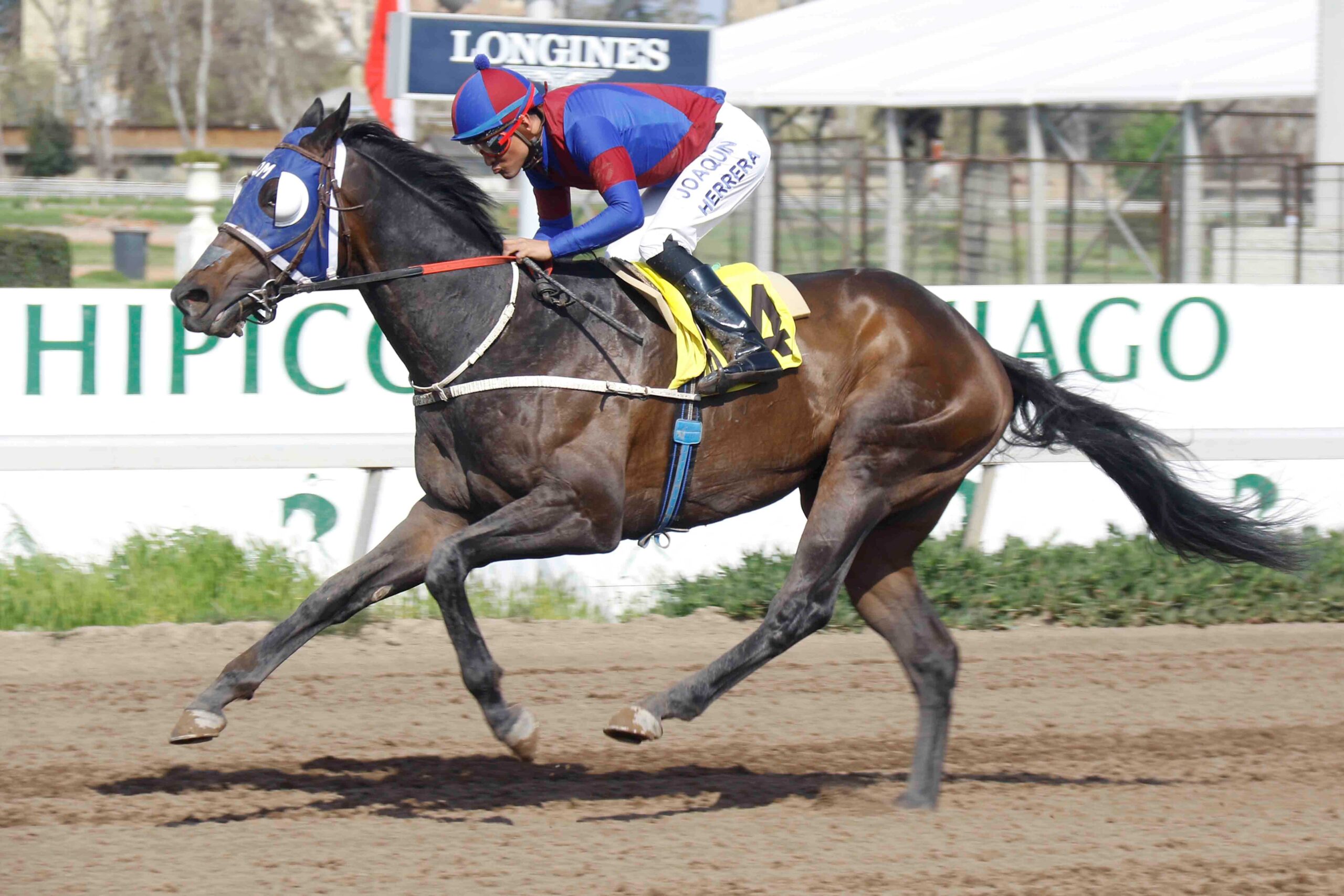Grand Smile, horse, Haras Mocito Guapo, Clásico Julio Serra, lunes, 25 de septiembre de 2023, Club Hípico de Santiago. Foto: Jaime Cortés