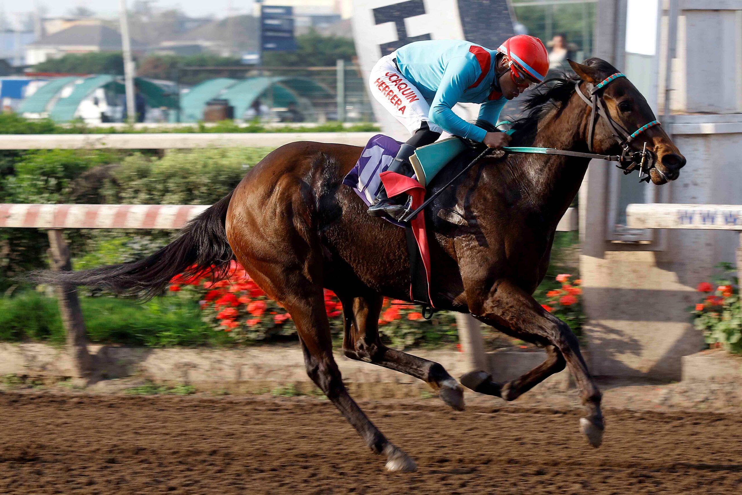 La Candidata, horse, Practical Joke, Clásico Círculo Dueños F. S. de Carreras A. G., sábado, 23 de septiembre de 2023, Hipódromo Chile. Foto: Jaime Cortés