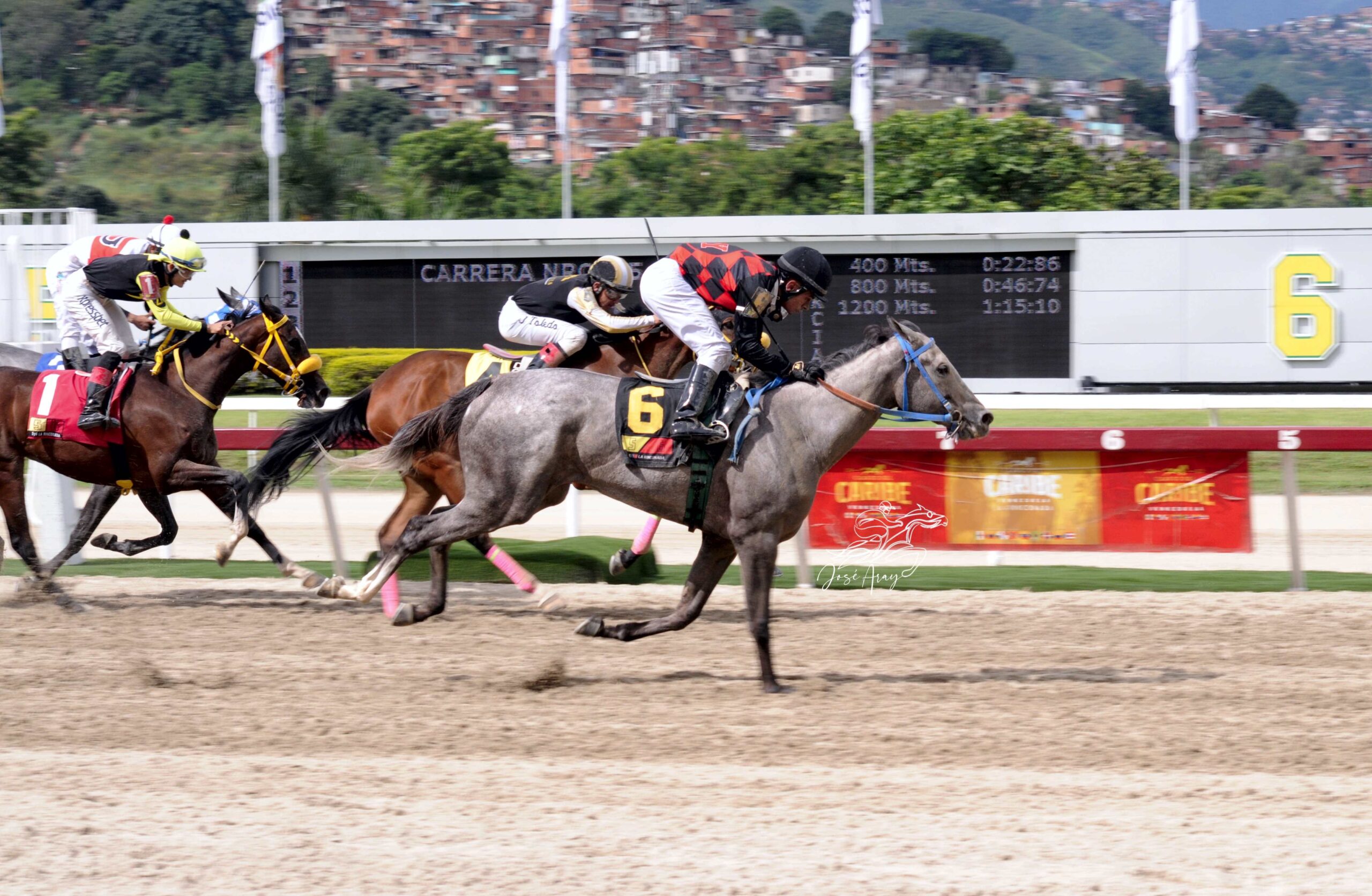 Mo Cuishle, horse, Haras Urama, Clásico Lanzarina, domingo, 24 de septiembre de 2023, La Rinconada. Foto: José Antonio Aray