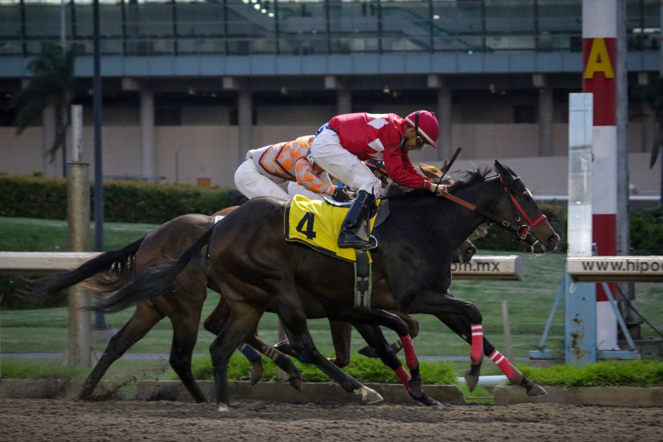 Quetzalli, horses, Cuadra San Jorge, Clásico Casty, Hipódromo de Las Américas, sábado, 9 de septiembre de 2023. Foto: Miguel Ángel Espinoza