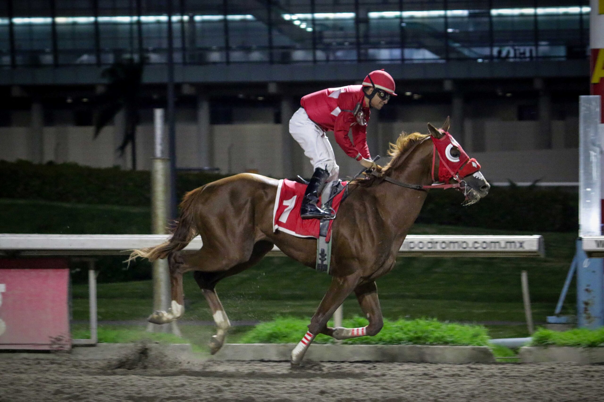 Quirino, horses, Cuadra San Jorge, Carlos Gómez, Hipódromo de Las Américas, sábado, 9 de septiembre de 2023. Foto: Miguel Ángel Espinoza