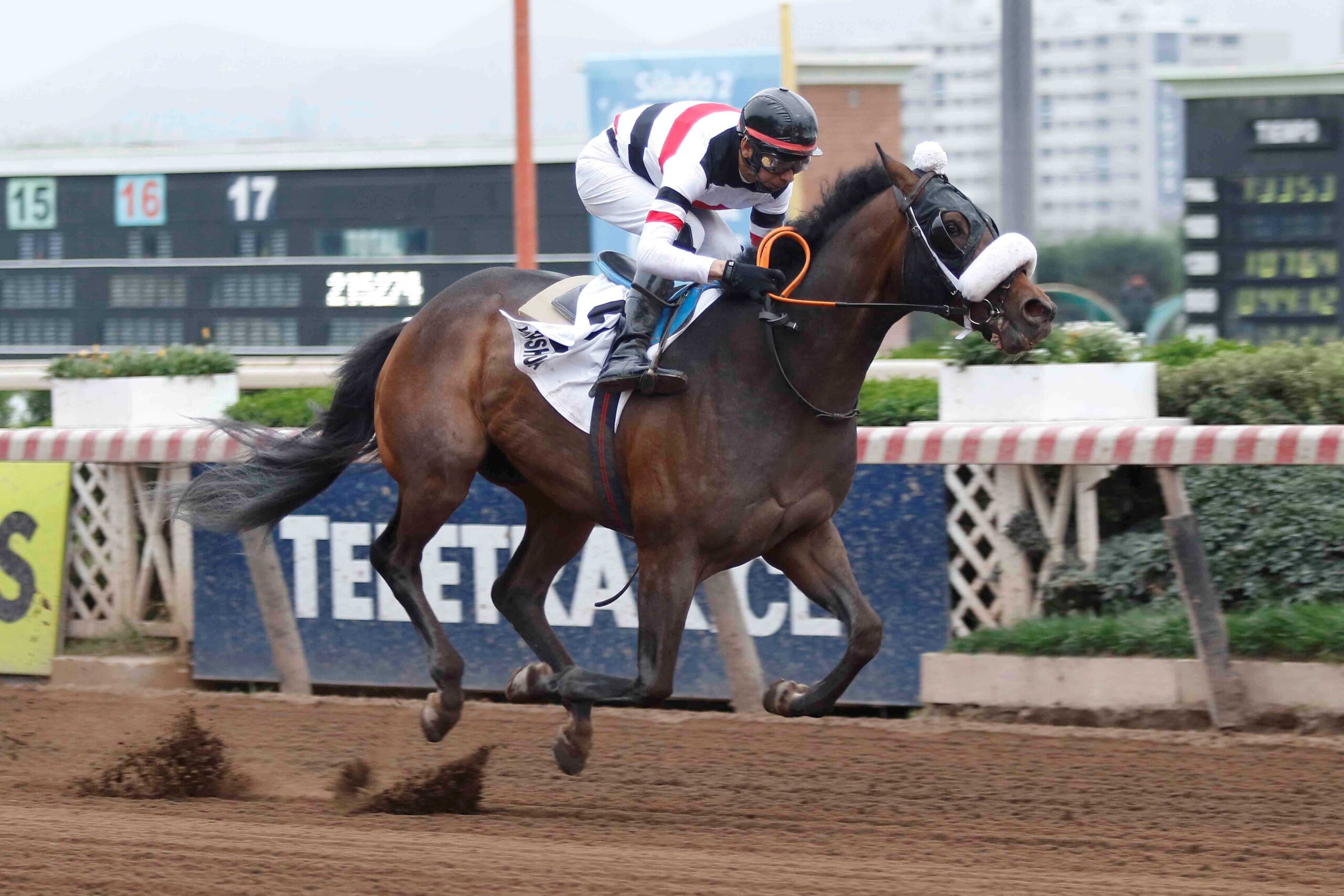 Yahshua, horse, Haras Santa Sara, Clásico Dos Mil Guineas, sábado, 2 de septiembre de 2023, Hipódromo de Chile. Foto: Jaime Cortés