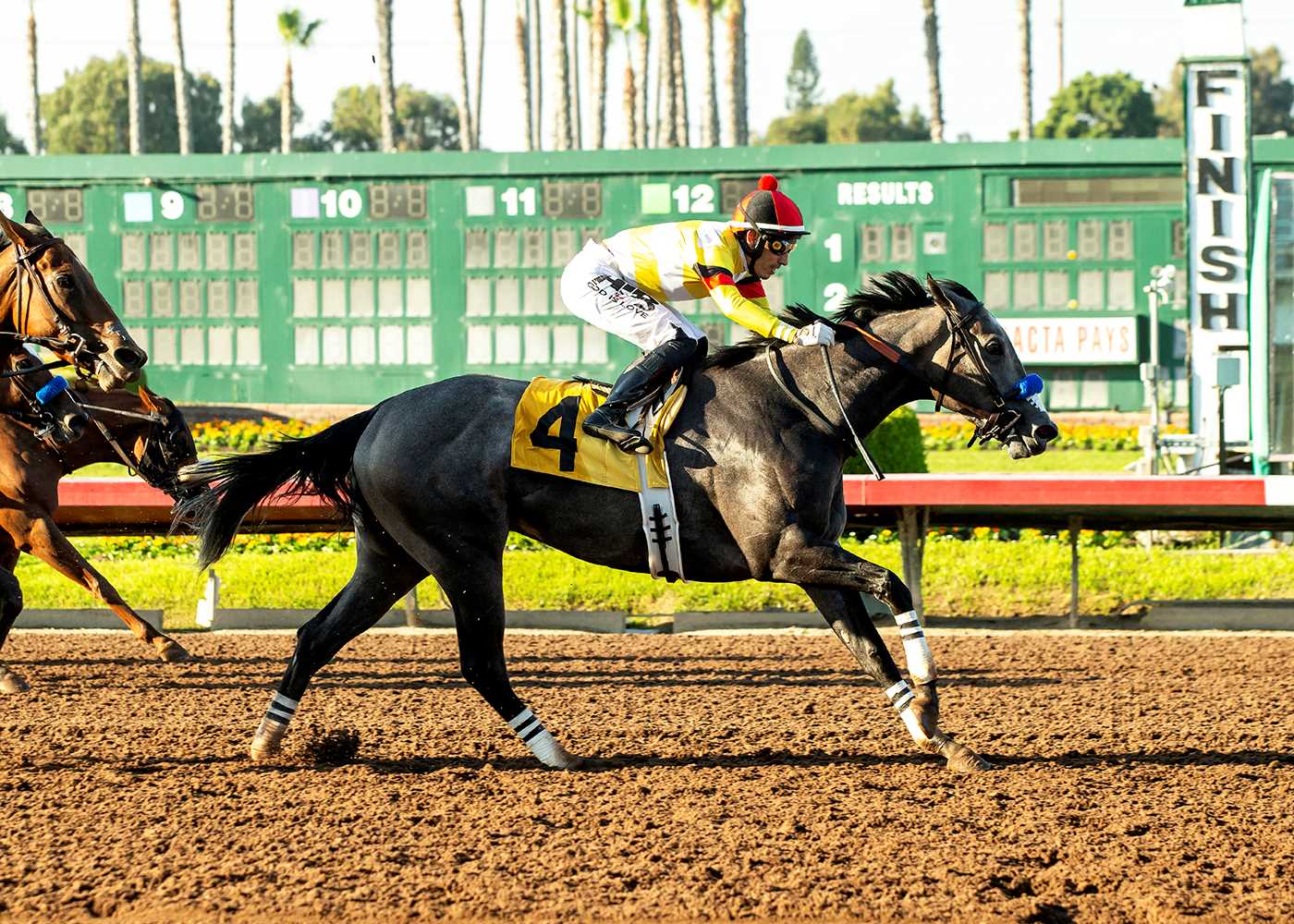 Yuki, Horses, The Lumber Guy, Dark Mirage Stakes, sábado, 23 de septiembre de 2023, Los Alamitos. Foto: Benoit Photo