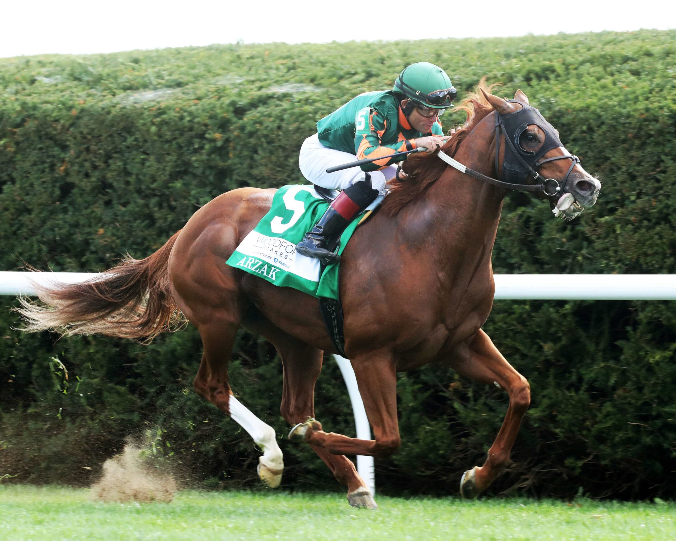 Arzak, horse, Sonata Stable, Fanduel Woodford Stakes, sábado, 7 de octubre de 2023, Keeneland. Foto: Coady Photography